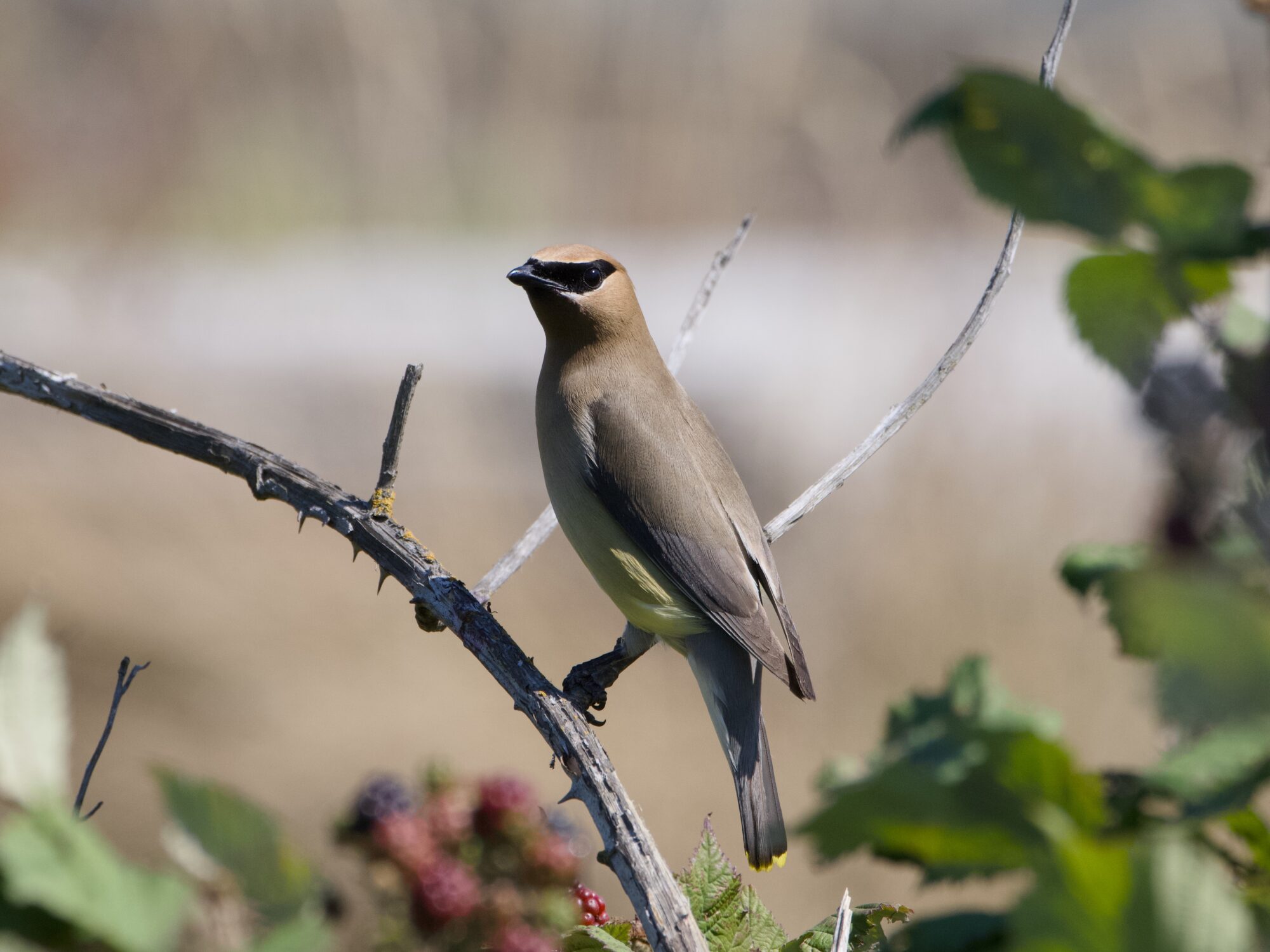 A Cedar Waxwing, perched on a thorny branch and alertly looking out