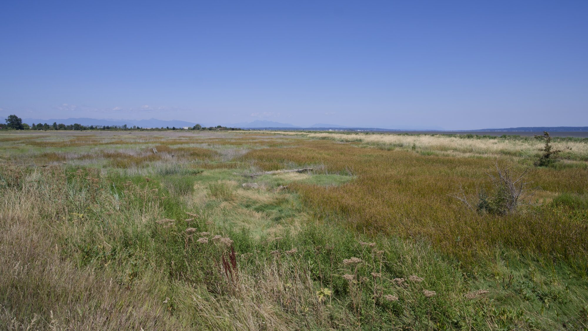 Marshy flats with various shades of green vegetation