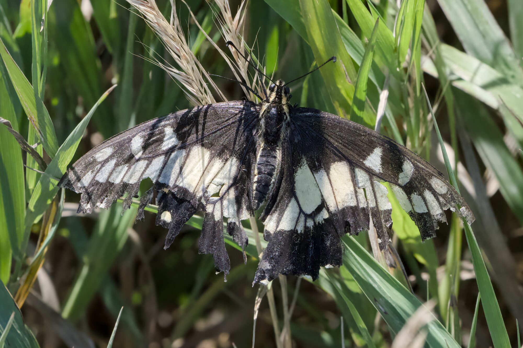 An Anise Butterfly at rest, with very ragged wings