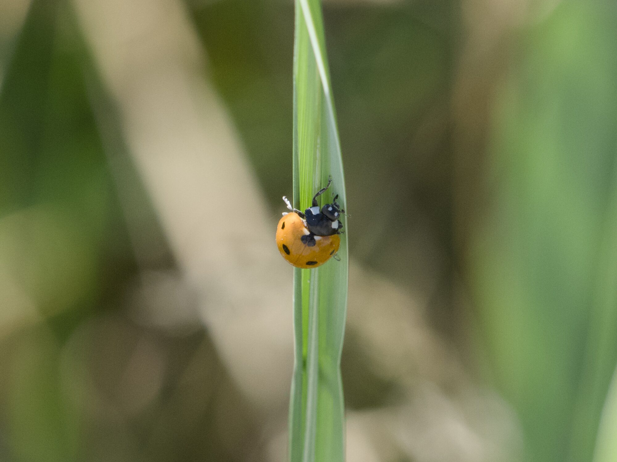 A ladybug upside down on a blade of grass
