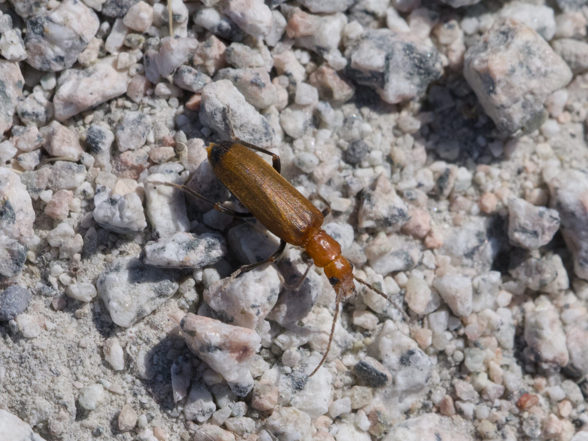 A red soldier beetle walking on the gravelly ground, shot from straight above