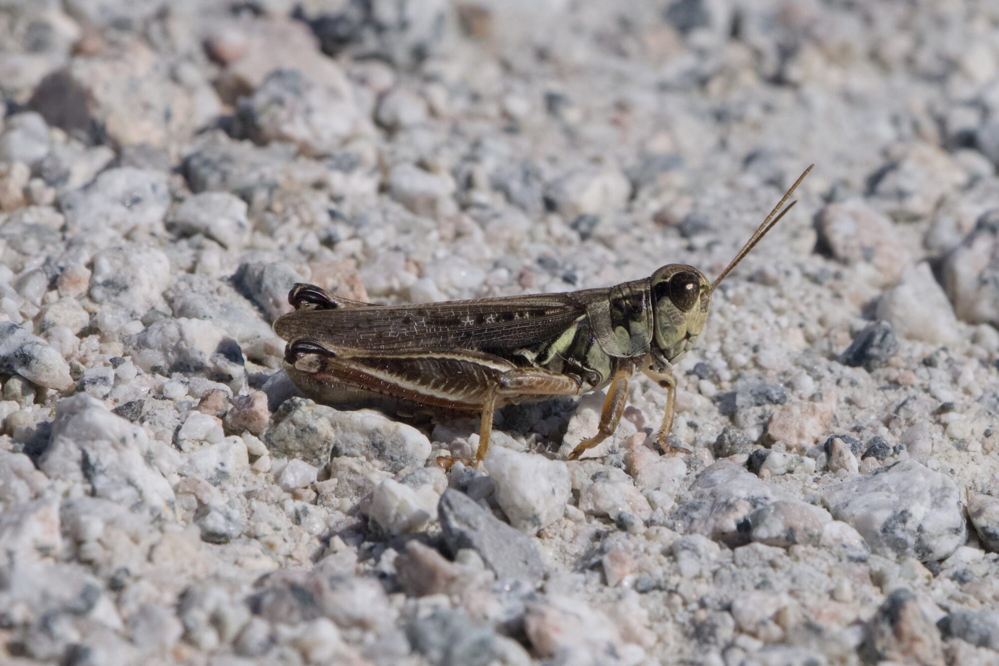 a grasshopper on gravelly ground