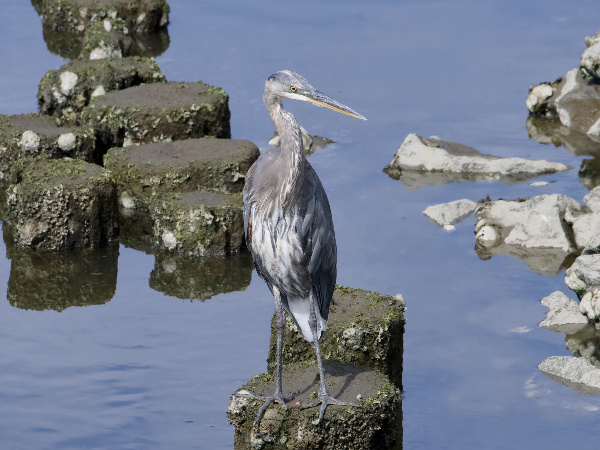 A Great Blue Heron standing on one of several pilings, body mostly facing us. There are more low wide pilings behind it.