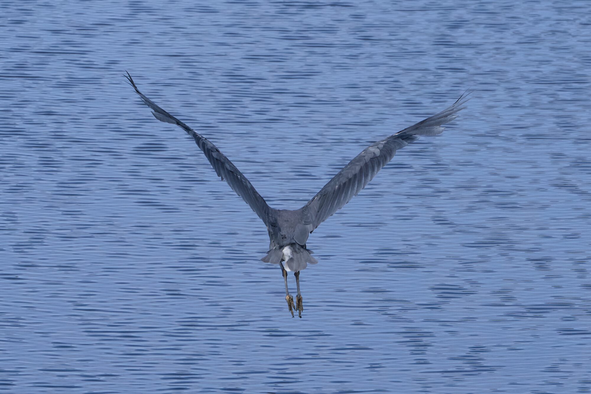 A Great Blue Heron flying away from us, over a stretch of blue water. Its wings are extended, up and out in a V shape