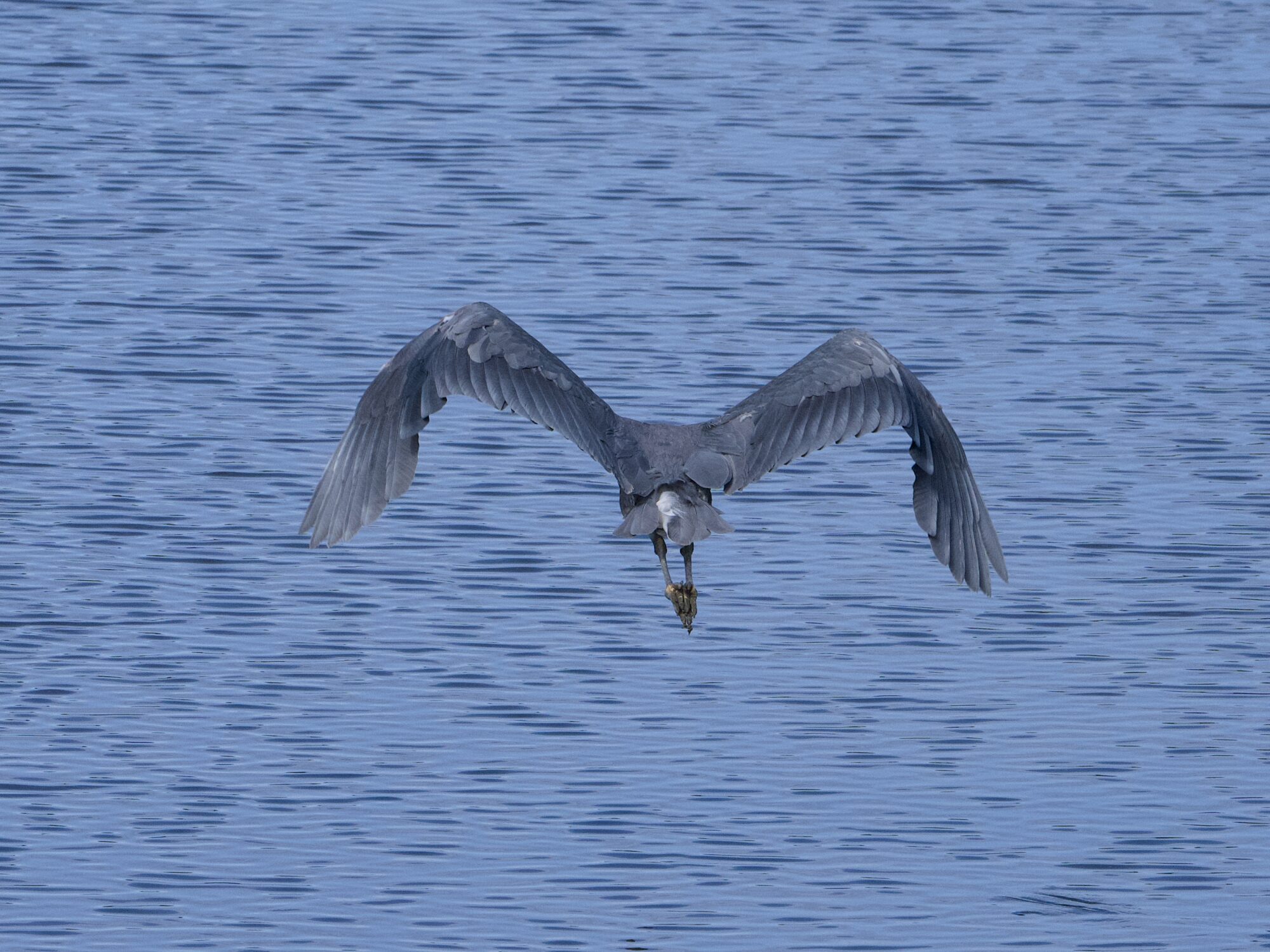 A Great Blue Heron flying away from us, over a stretch of blue water. Its wings are in a curved shape