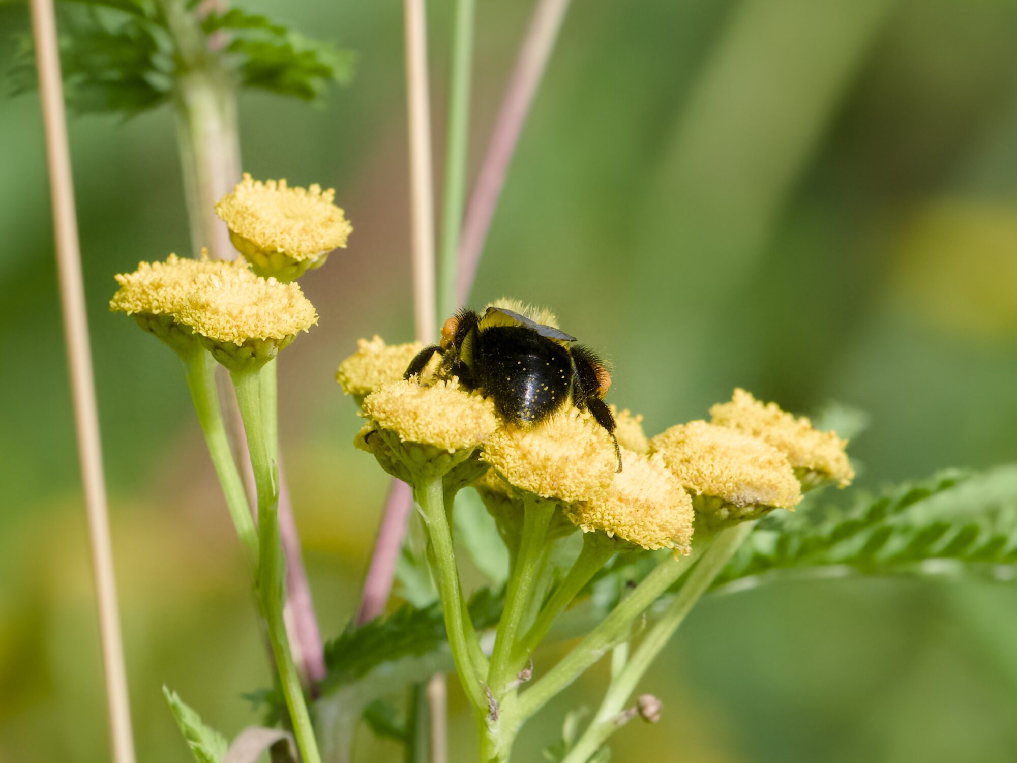 A bumblebee's butt, pollinating some tansy flowers