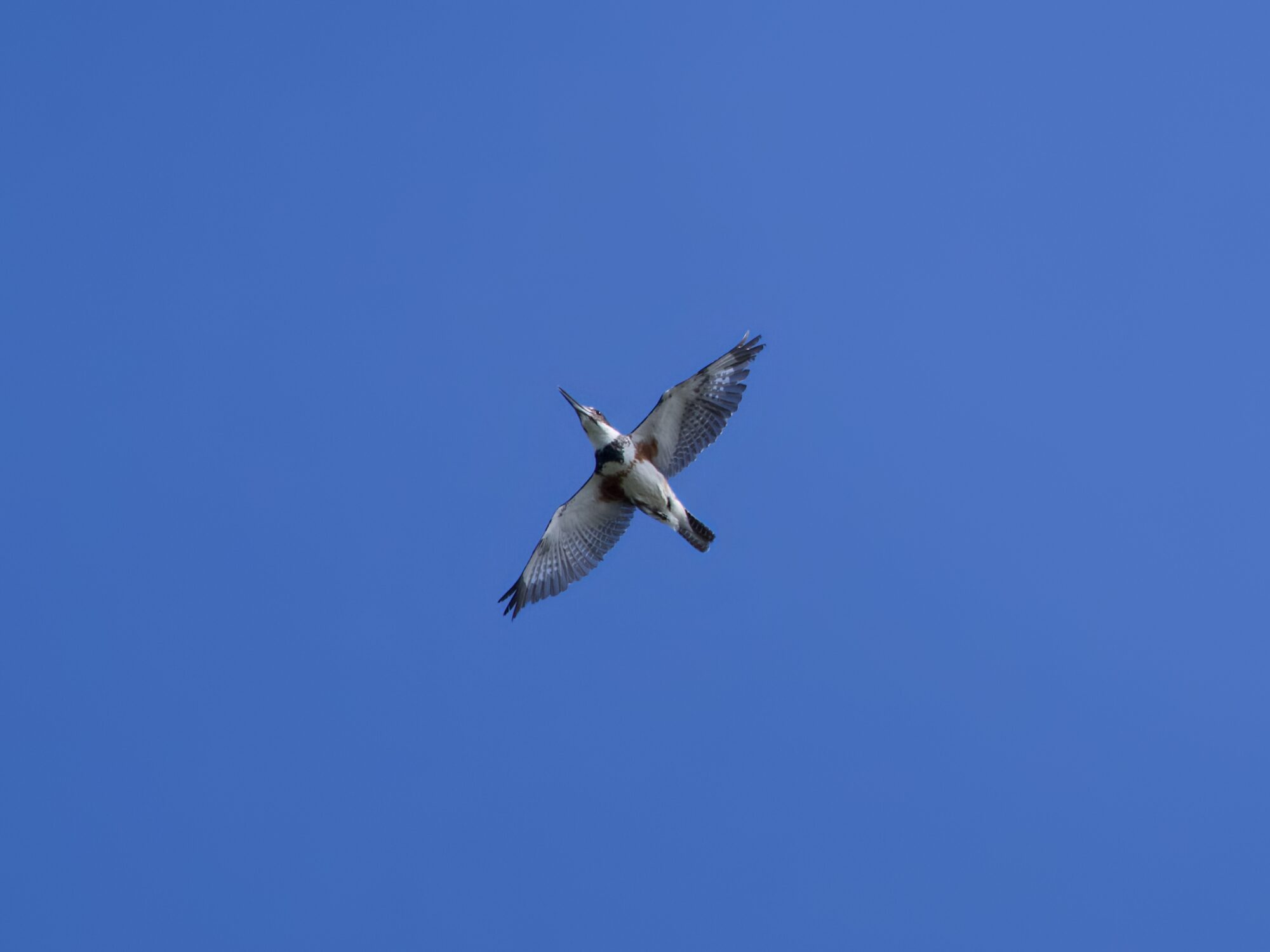 A female Belted Kingfisher flying directly above, wings extended, against a solid blue sky