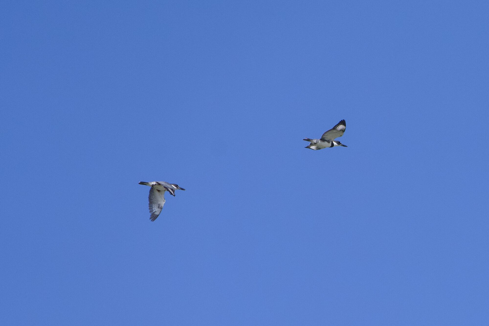 Two Belted Kingfishers flying in the same direction, against a solid blue sky