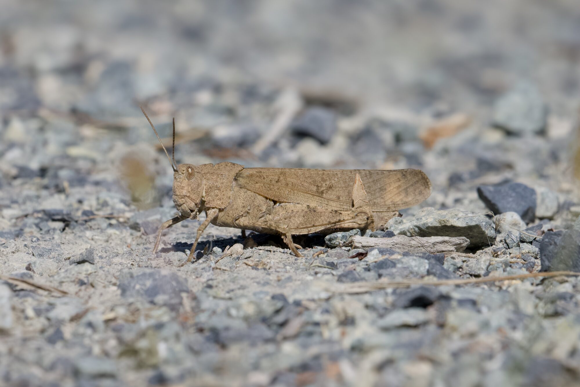 A pale brown grasshopper on gravelly ground