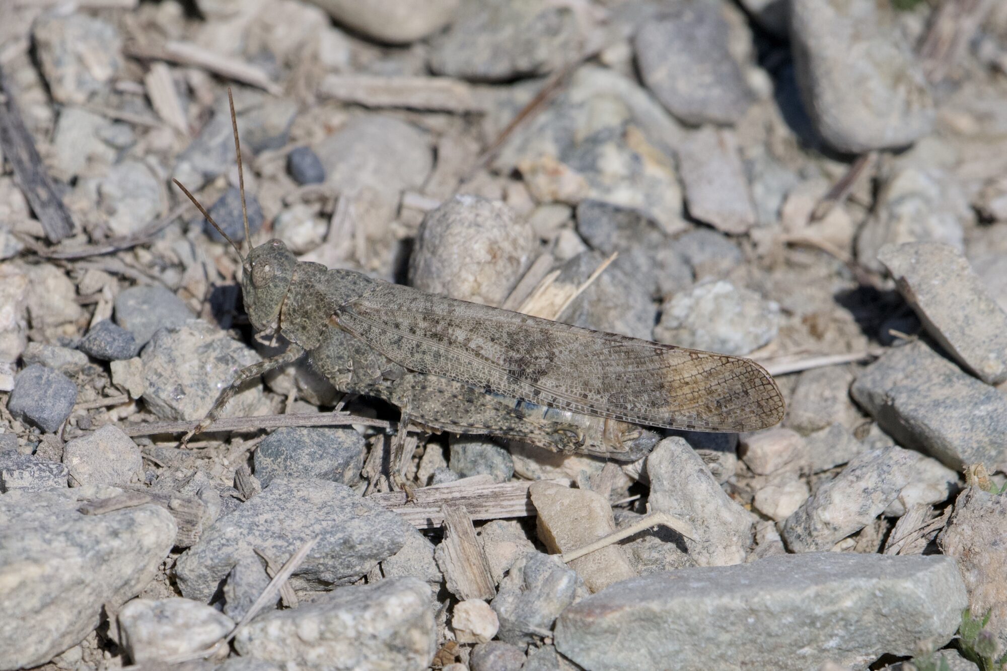 A grey grasshopper on gravelly ground