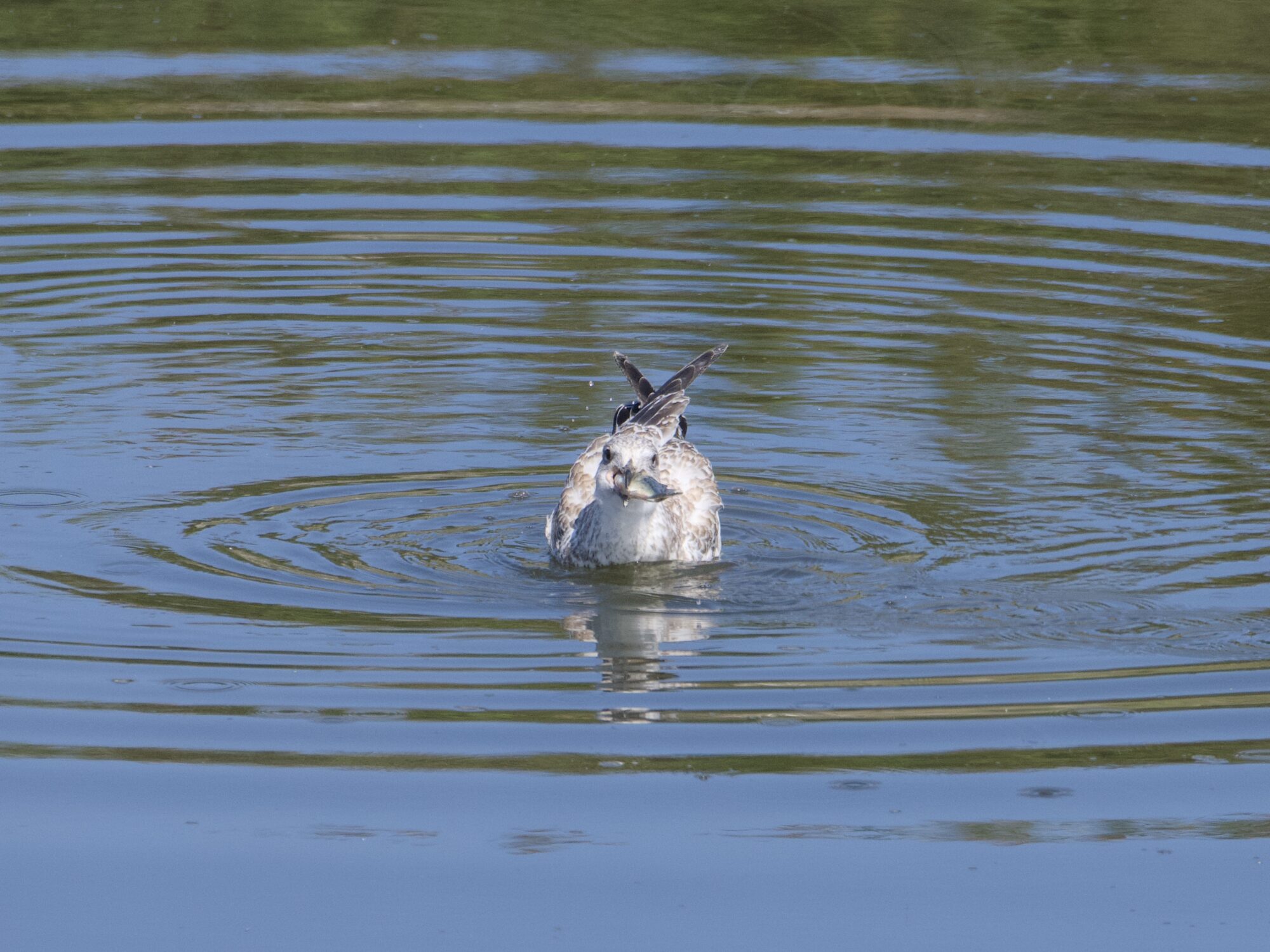 A seagull on the water, holding a big fish in its bill