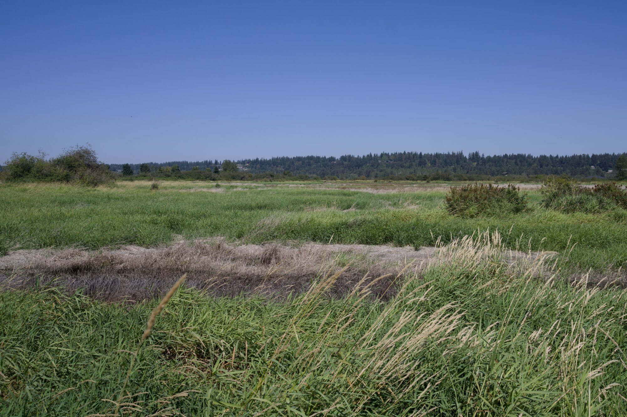 A field in Serpentine Fen. All sorts of little bushes, tall grasses, and trees in the distance