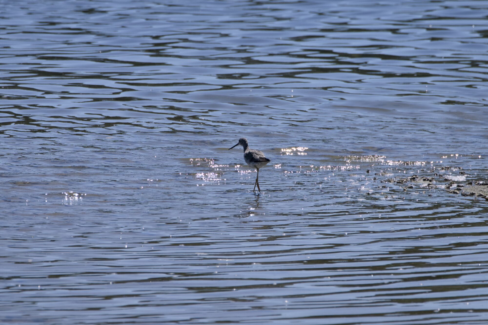 A Greater Yellowlegs walking in shallow water, backlit and surrounded by shimmering reflections