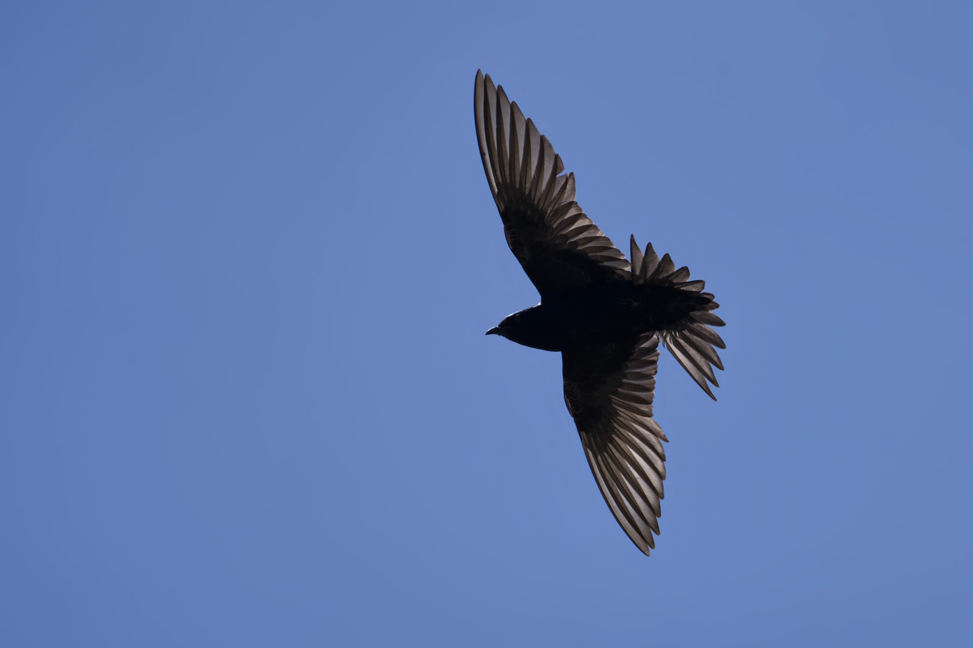 A Purple Martin in flight overhead, against a blue sky. Its wings and tail are spread fully, and we can see every detail of the light shining through its flight feathers