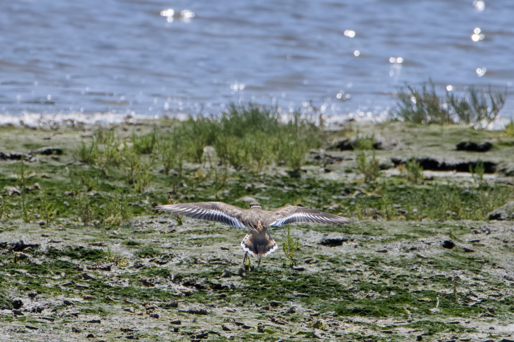 A Killdeer landing, its back to us. The ground is muddy with some sparse grasses. In the background is water