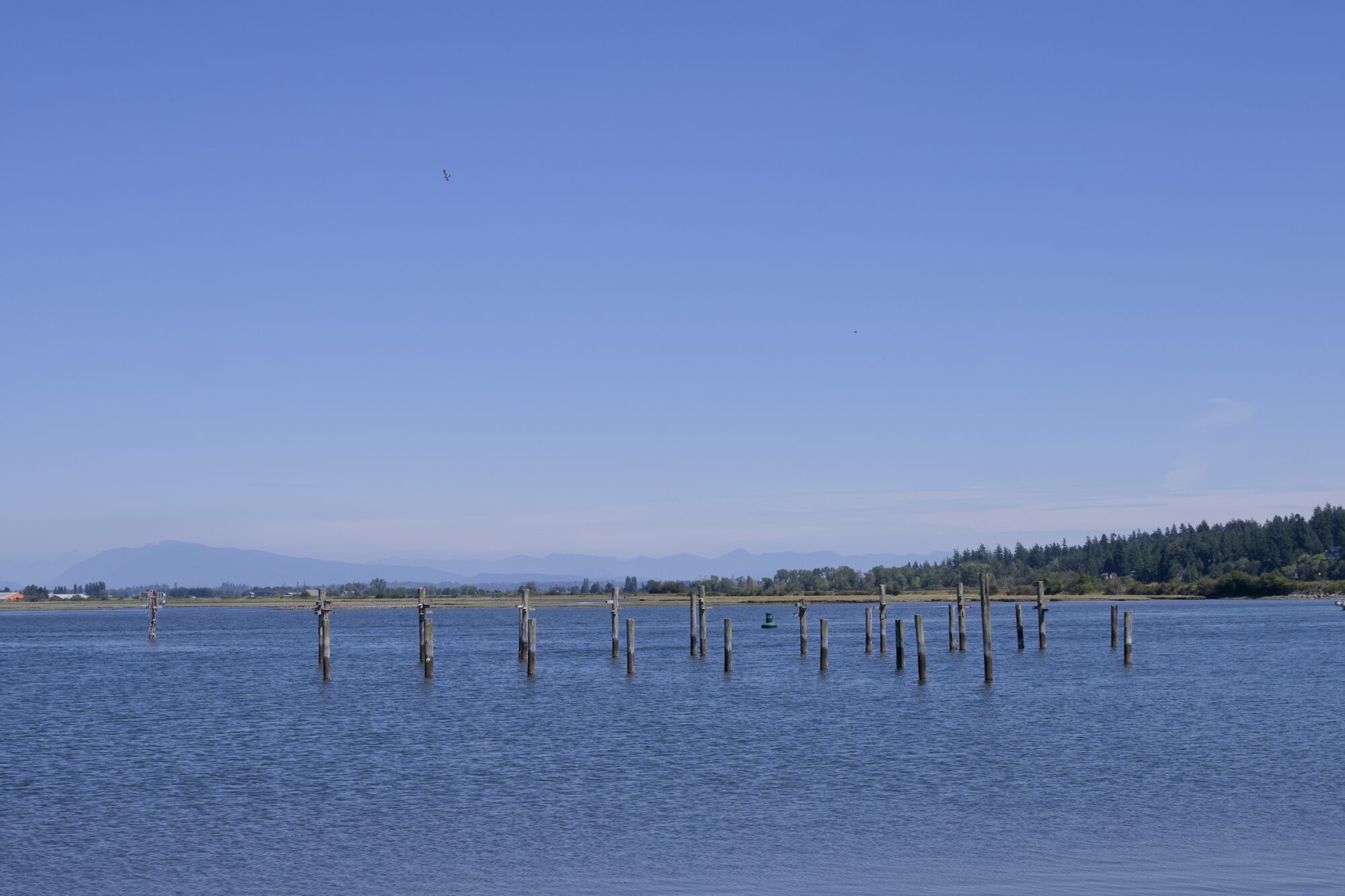 A group of pilings out on the water. Trees on the opposite shore, and some hazy blue mountains far away