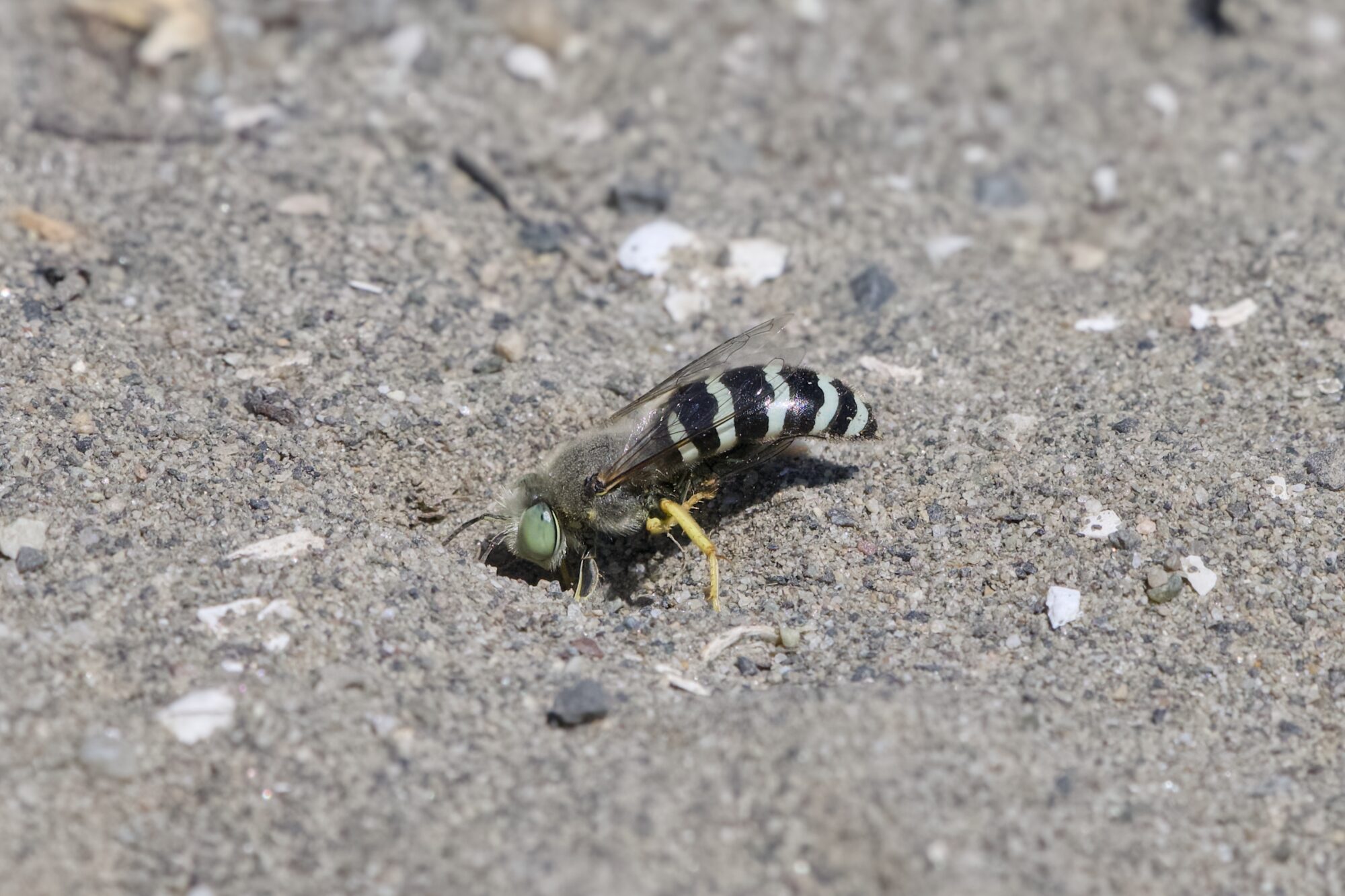 A sand wasp digging into sandy ground