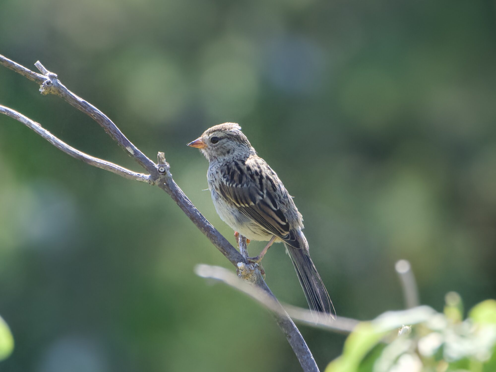 An immature White-crowned Sparrowon a branch, backlit in harsh sunlight