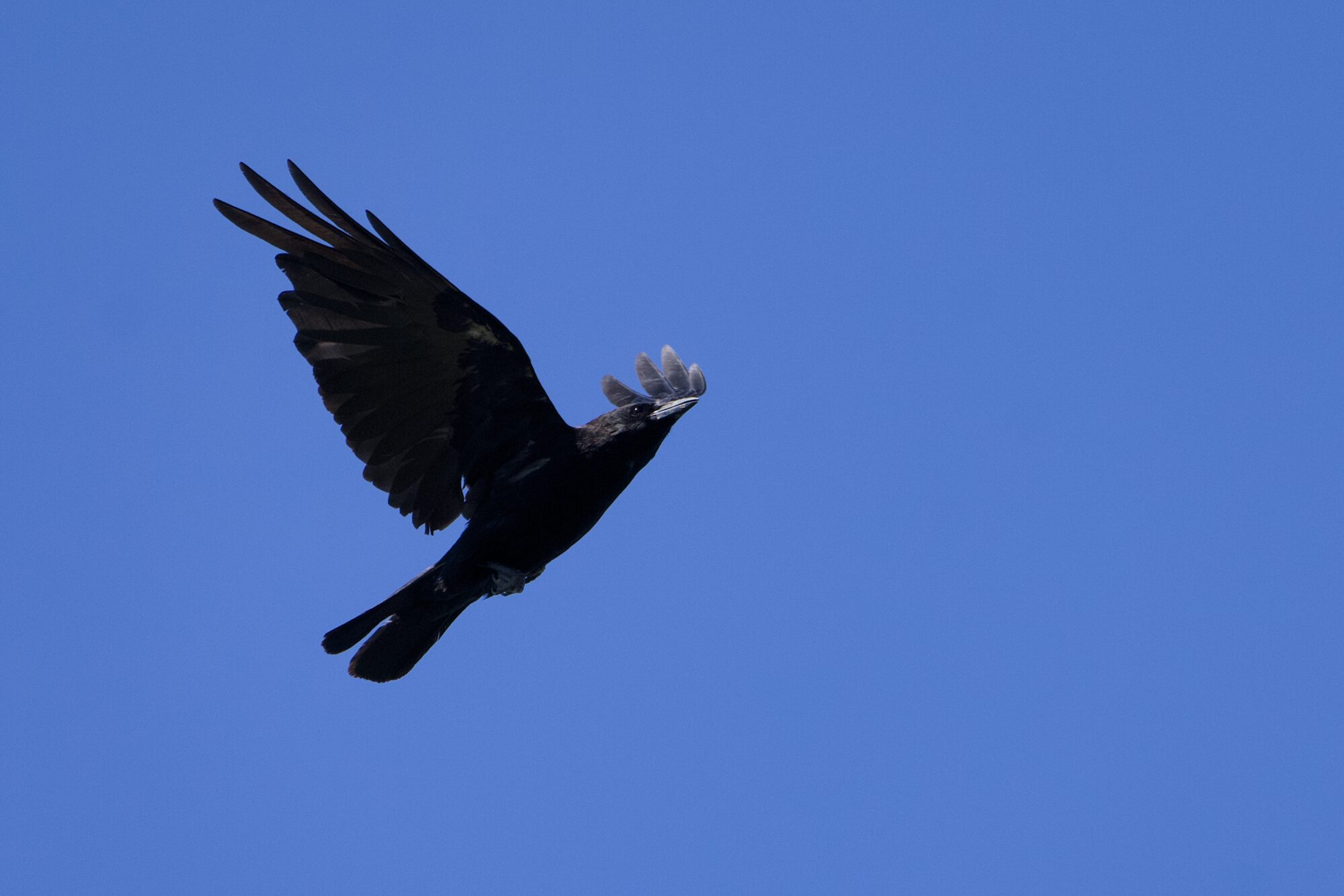 A crow in flight against a solid blue sky. Its wings are spread wide, and it is rising rapidly