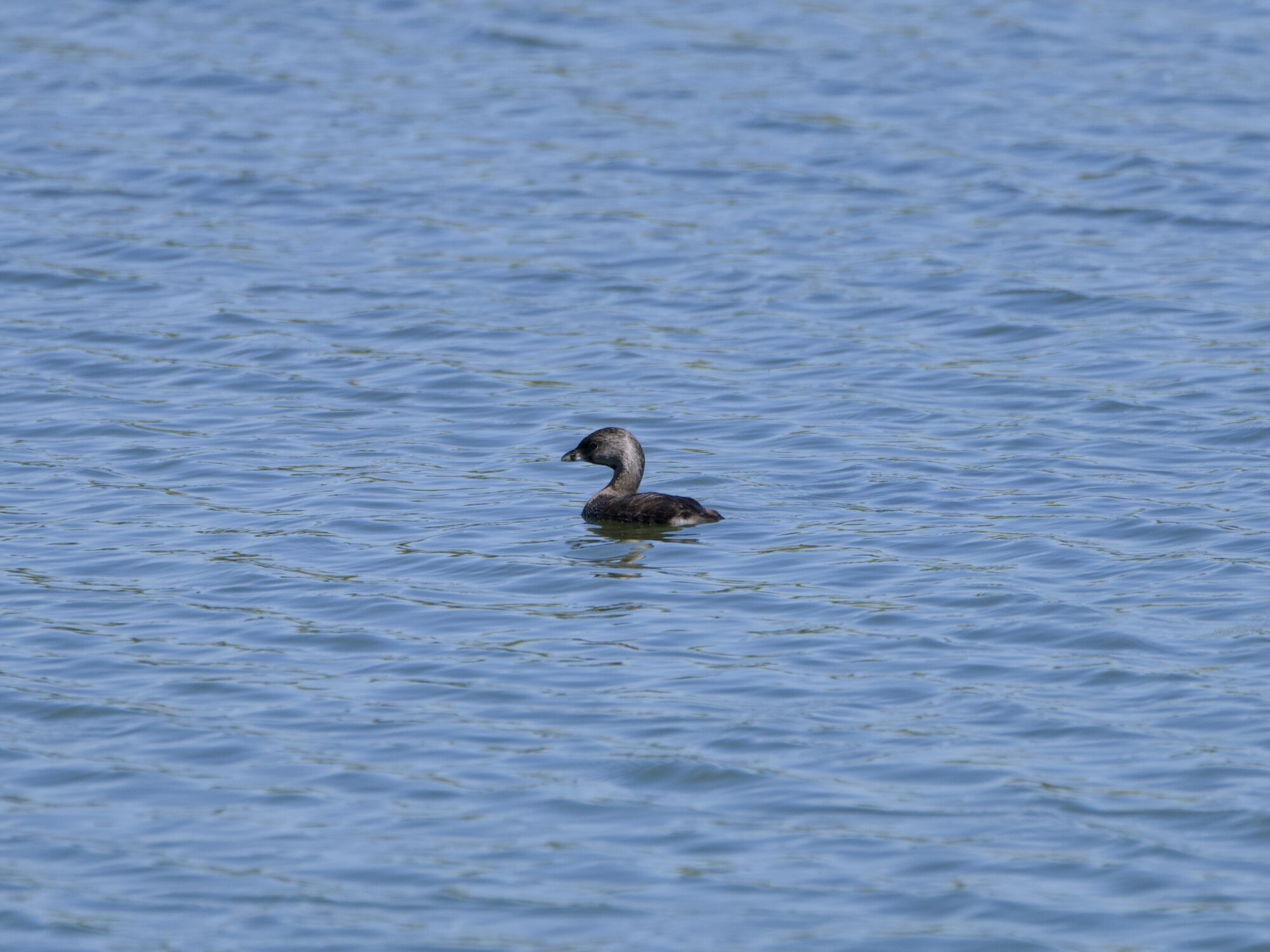 A Pied-billed Grebe out on the water. It is seen in profile, and the water is light blue