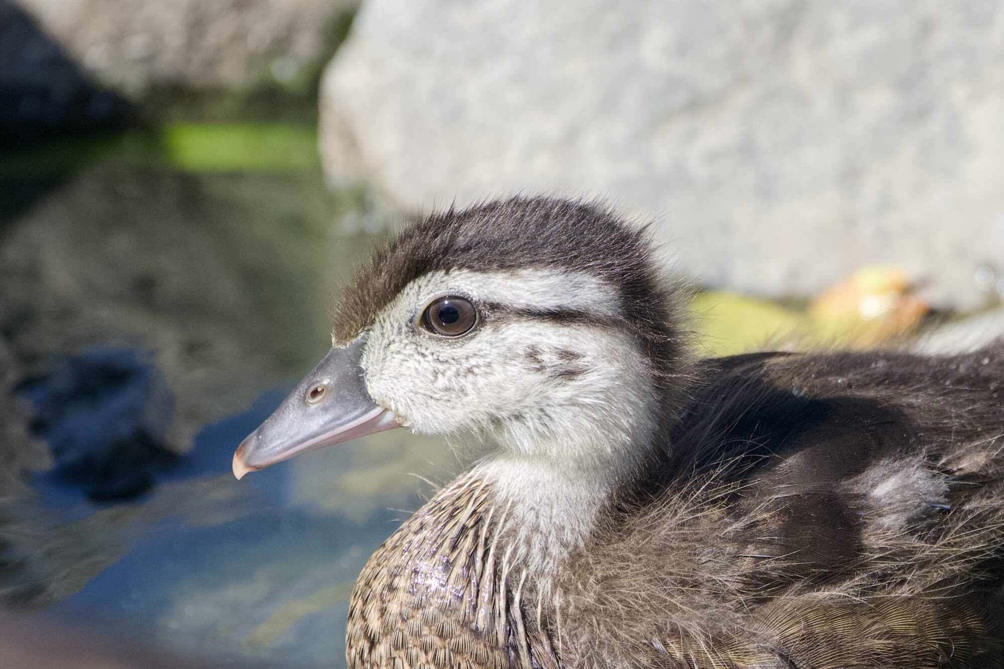 Close up of a Wood Duckling, seen in profile. It is mostly downy, with its juvenile colours. In the background are some larger rocks, with shallow water between them
