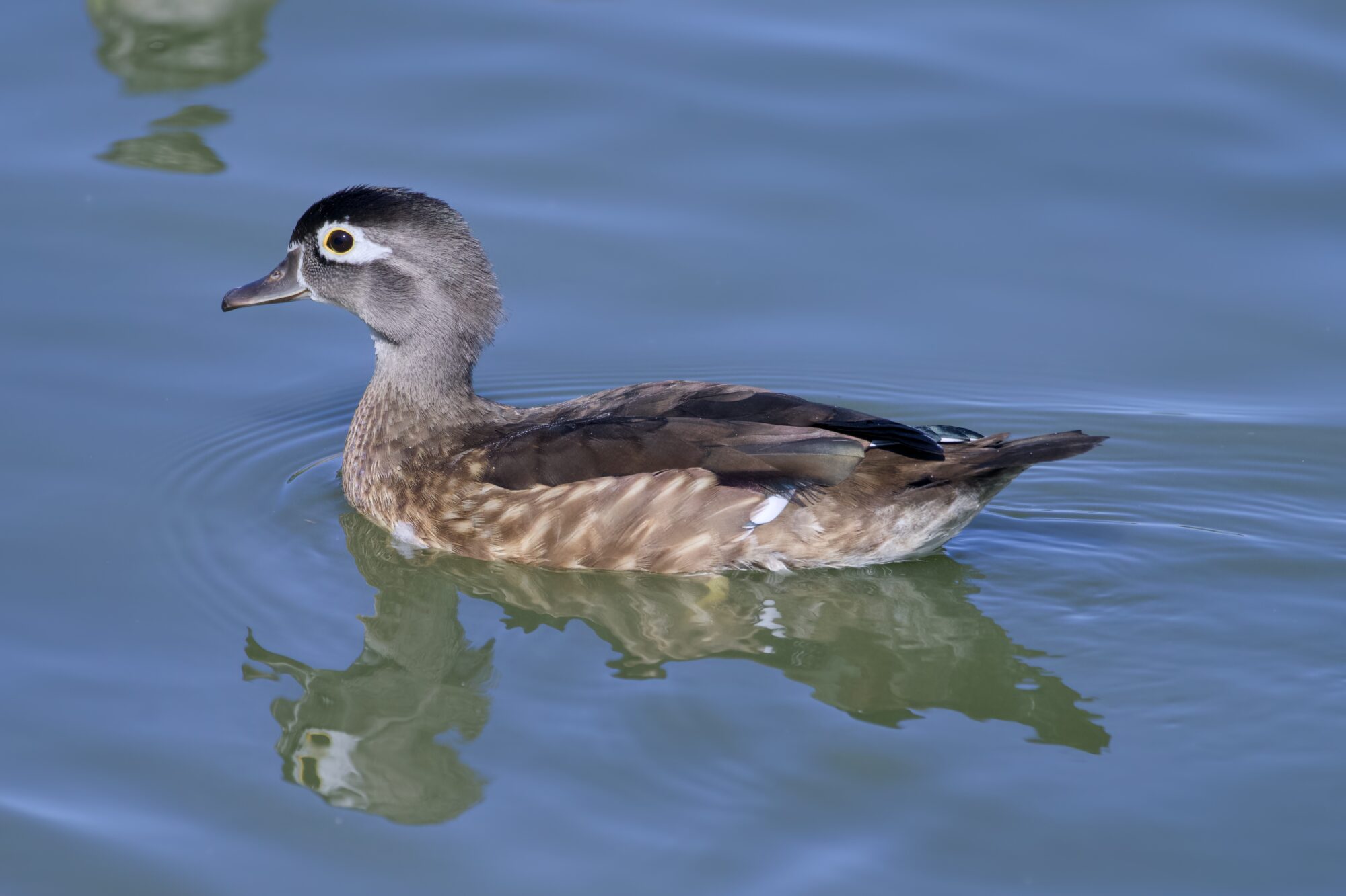 A female Wood Duck swimming along, seen in profile. The water is calm, and we can see her reflection pretty well.