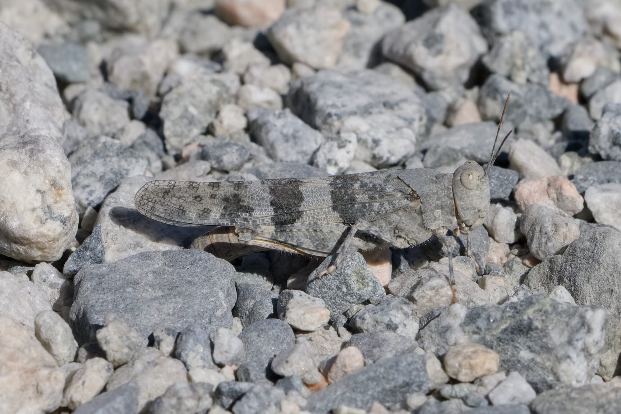 A grey grasshopper, slightly patterned with darker spots, is on the gravelly ground, extremely well camouflaged