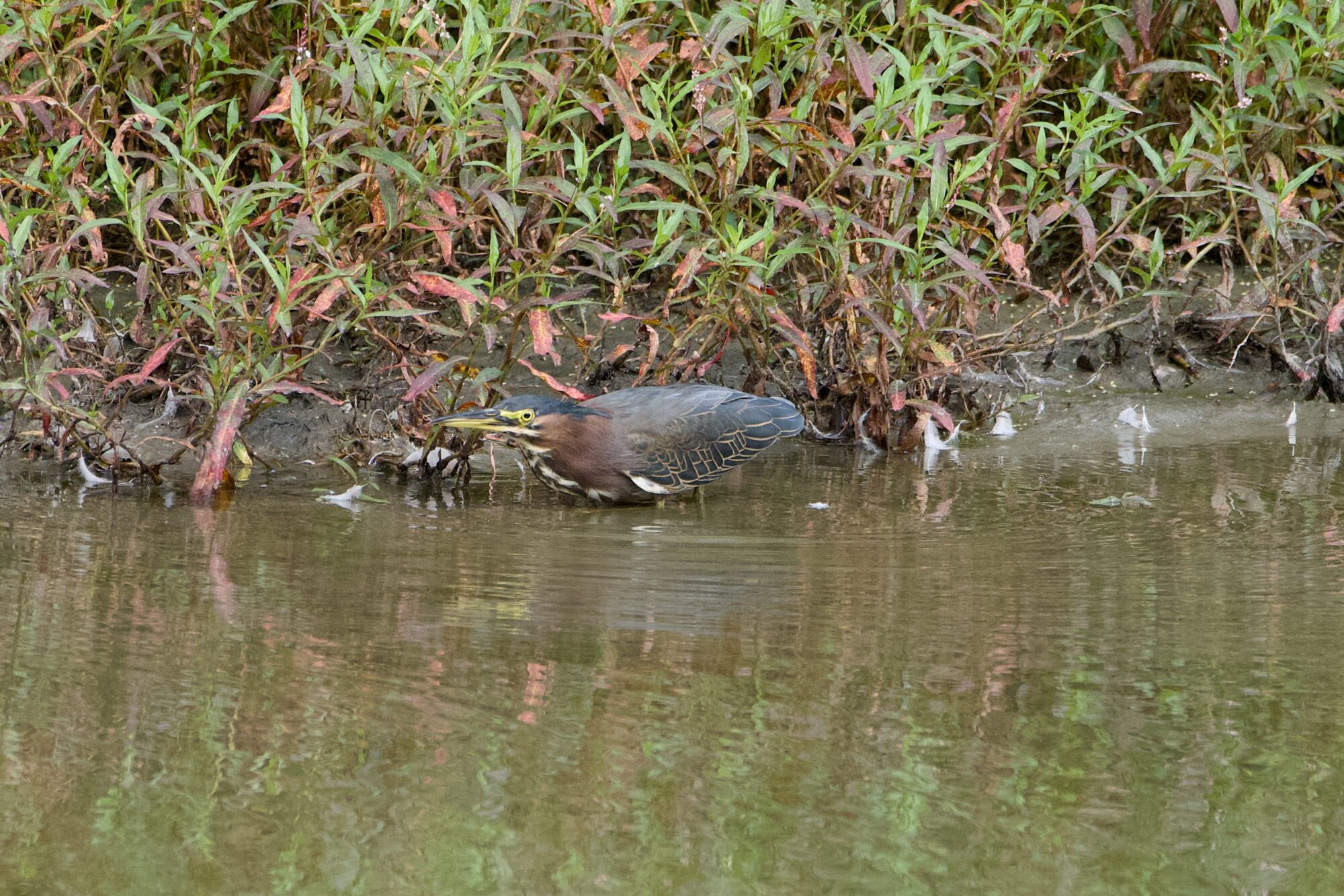 A Green Heron in the distance, walking near the opposite shore. Background are green bushes.