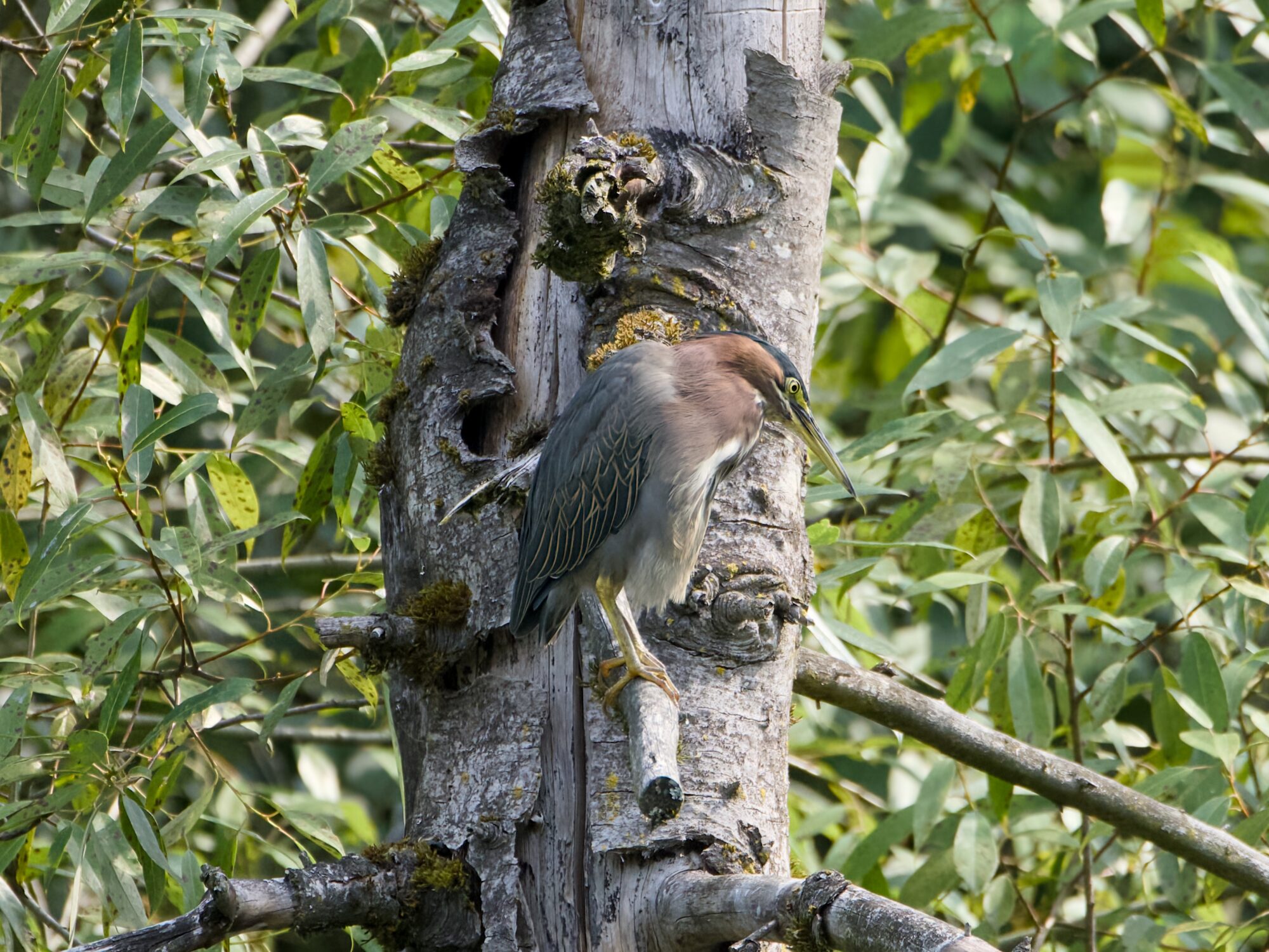 A Green Heron up in a tree, looking down