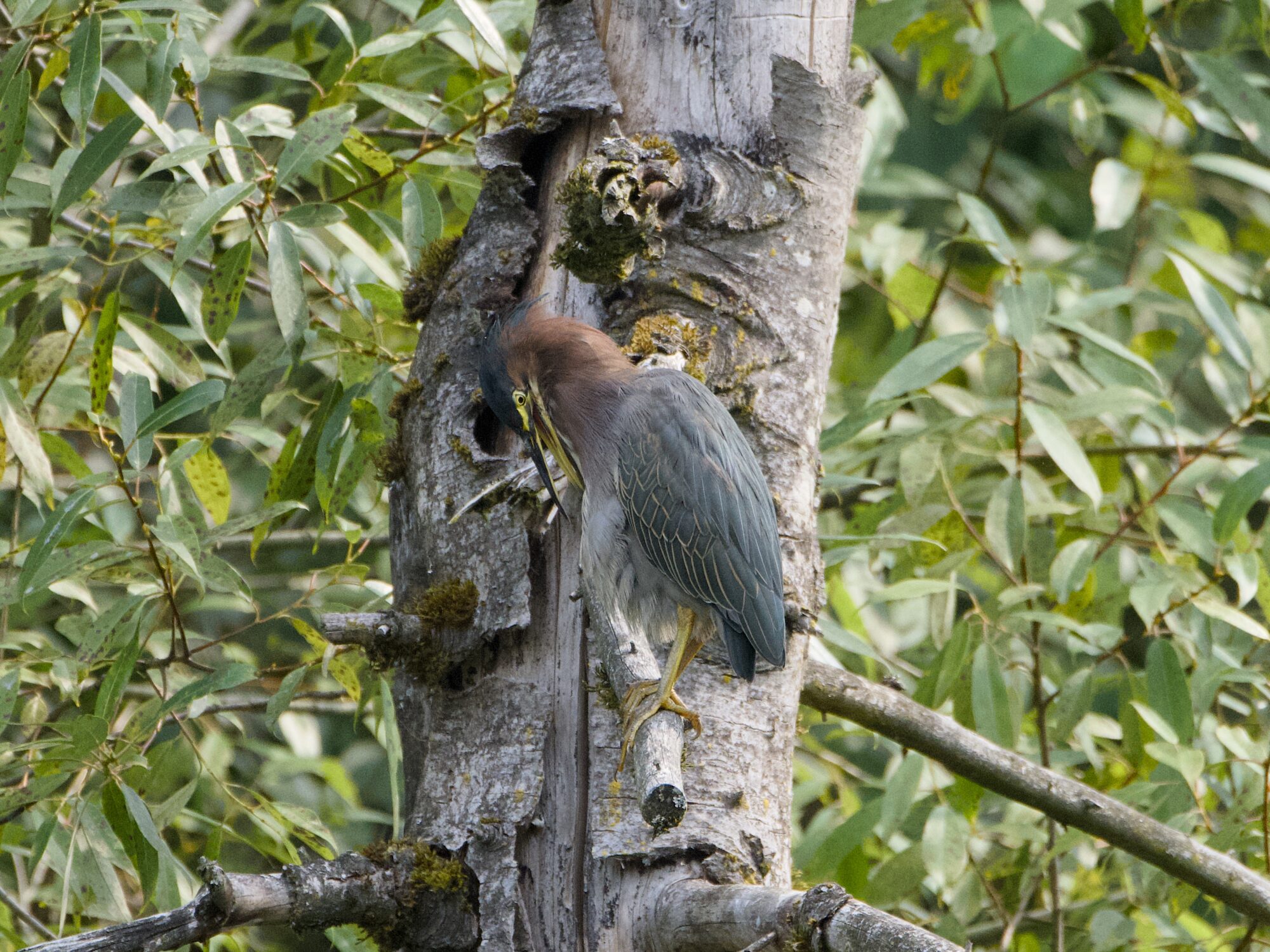 A Green Heron up in a tree, awkwardly preening itself