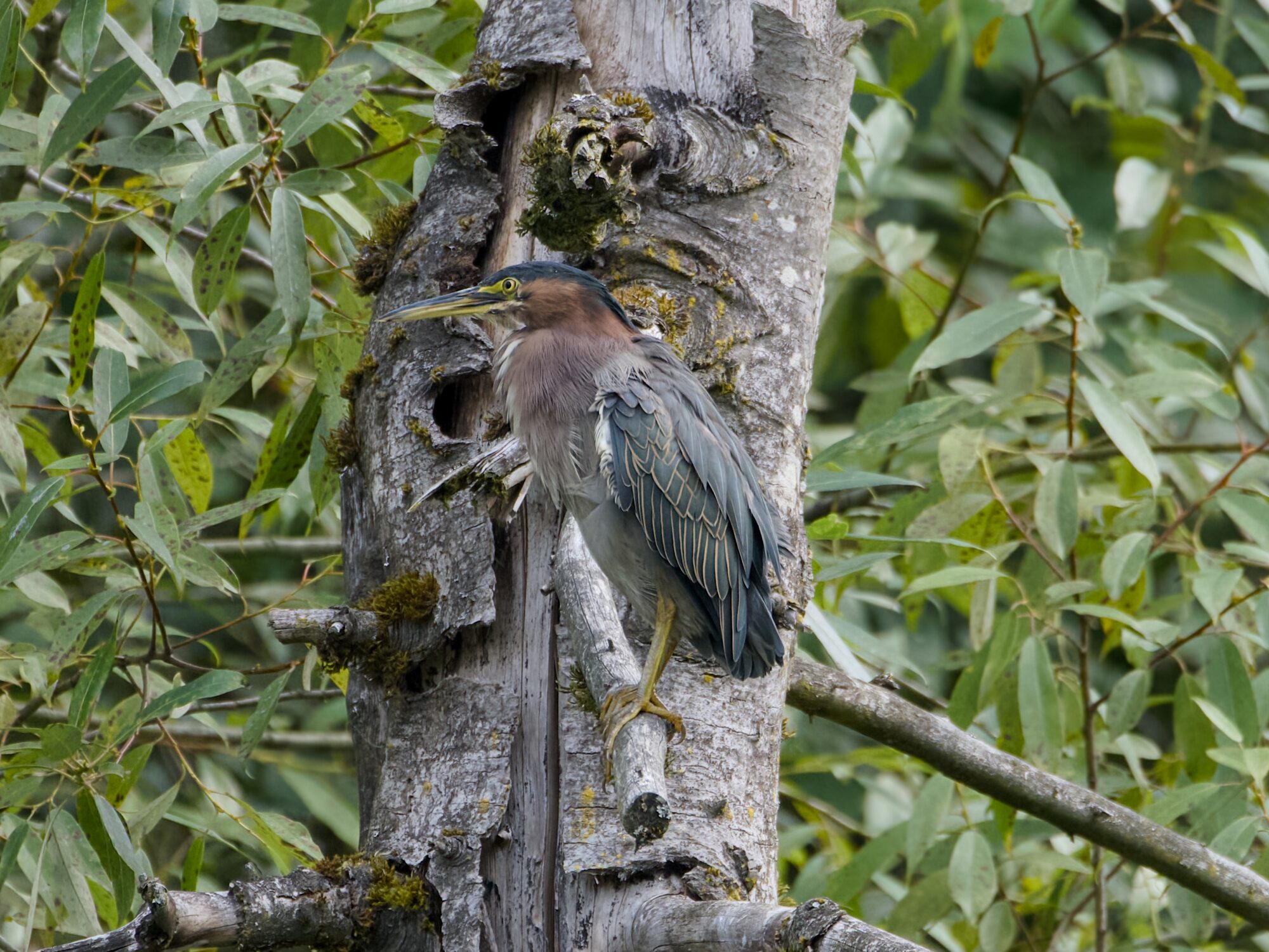 A Green Heron up in a tree, looking out