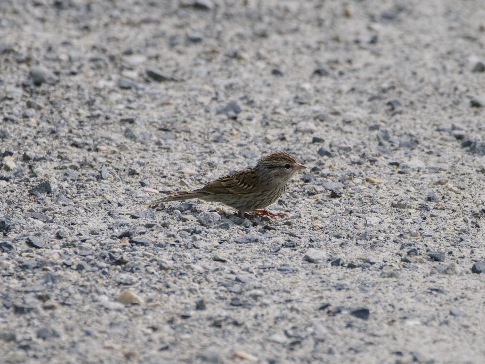 An immature Chipping Sparrow on a gravelly trail
