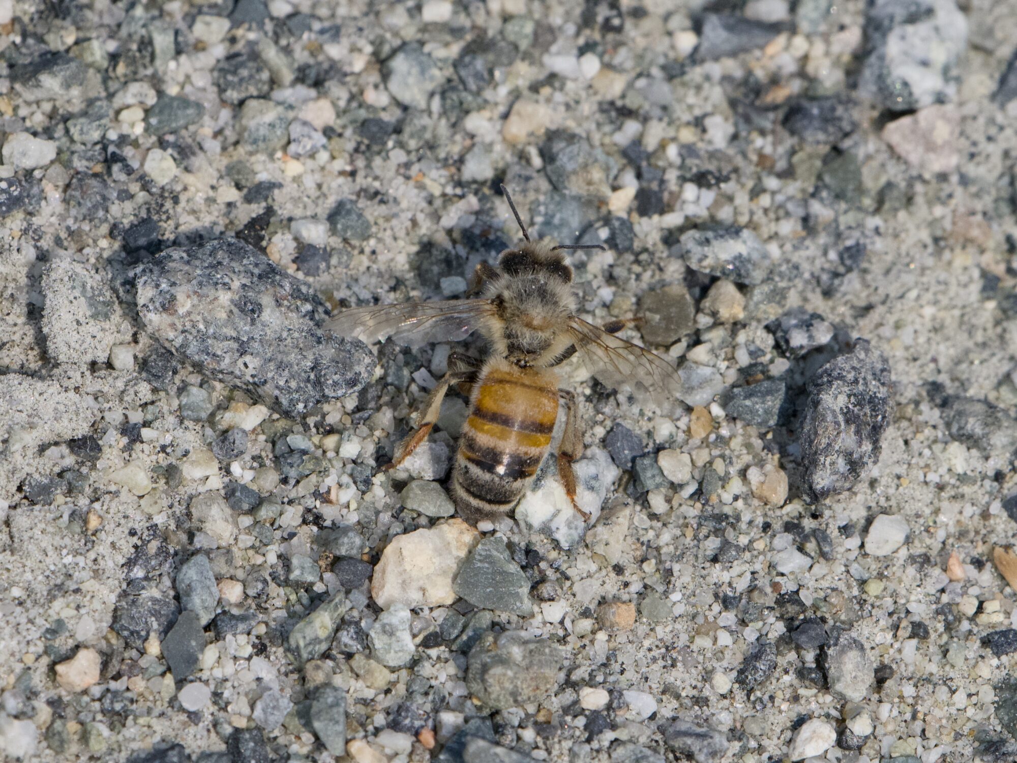 A honeybee crawling on the gravelly ground
