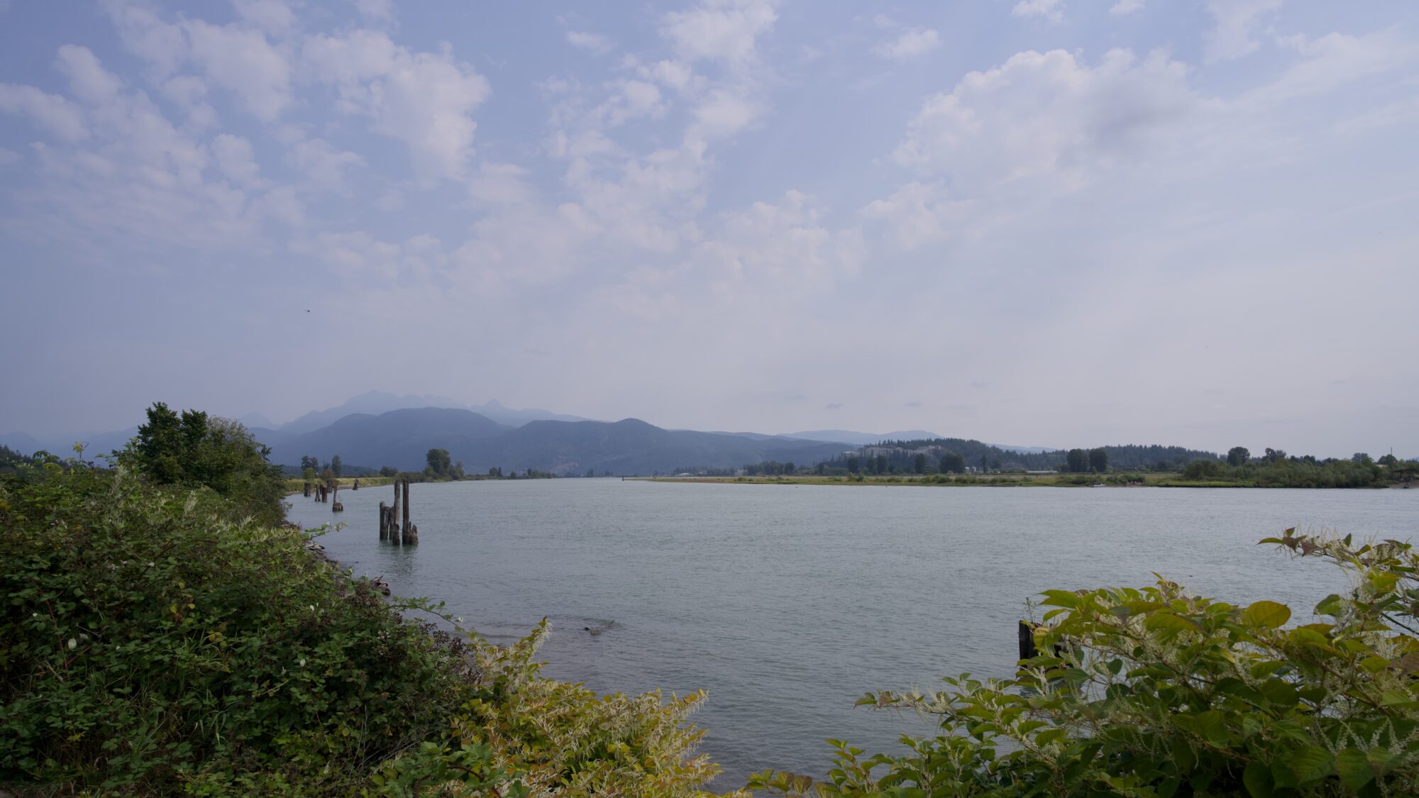 View of Pitt River. The sky is clearing, with a few fluffy little clouds but some grey nearer the horizon. In the foreground are green bushes