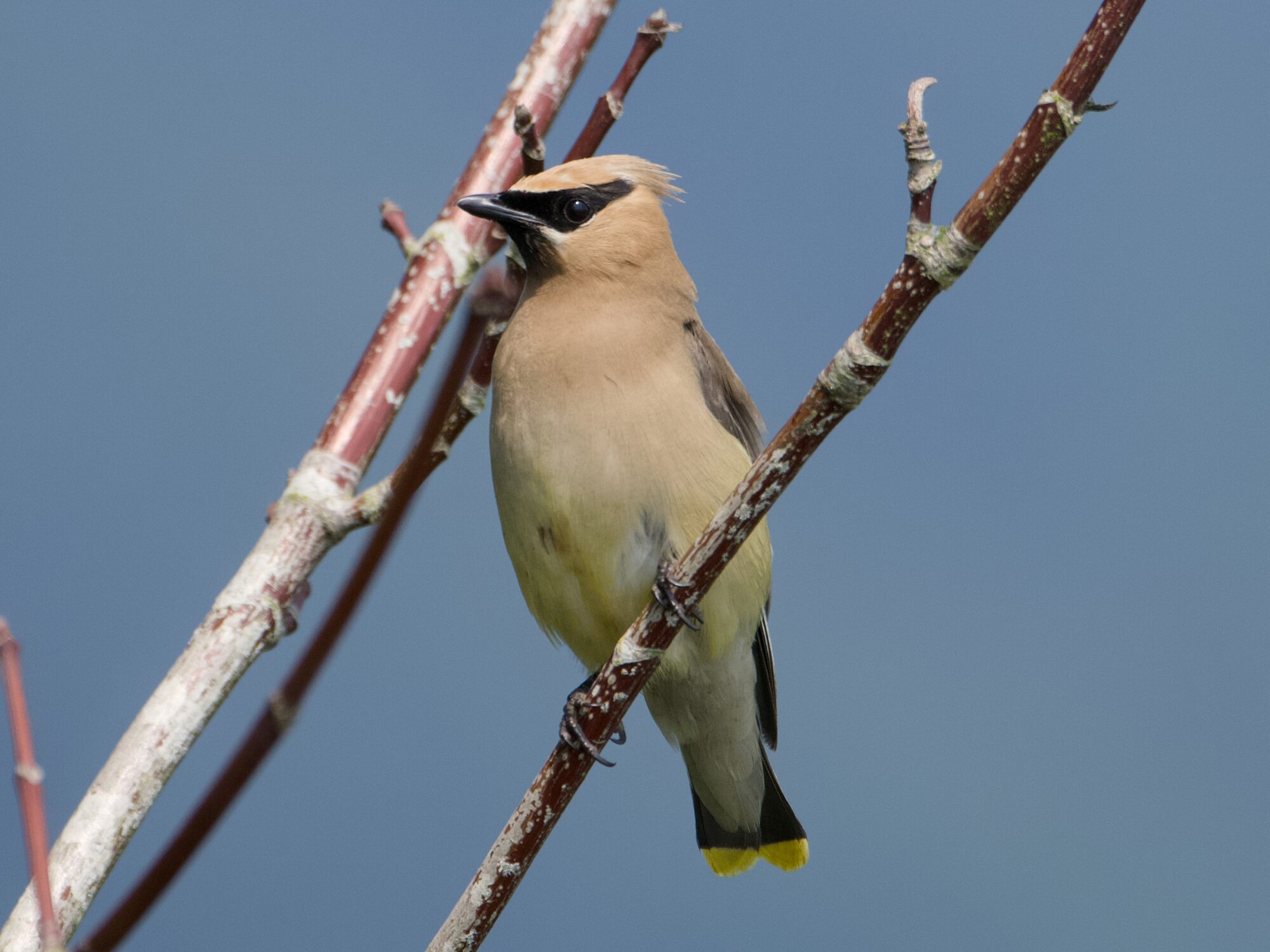 A Cedar Waxwing in a tree