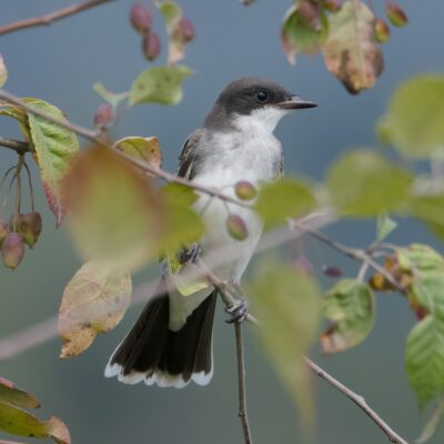 An Eastern Kingbird in a tree, partly hidden by some branches and leaves