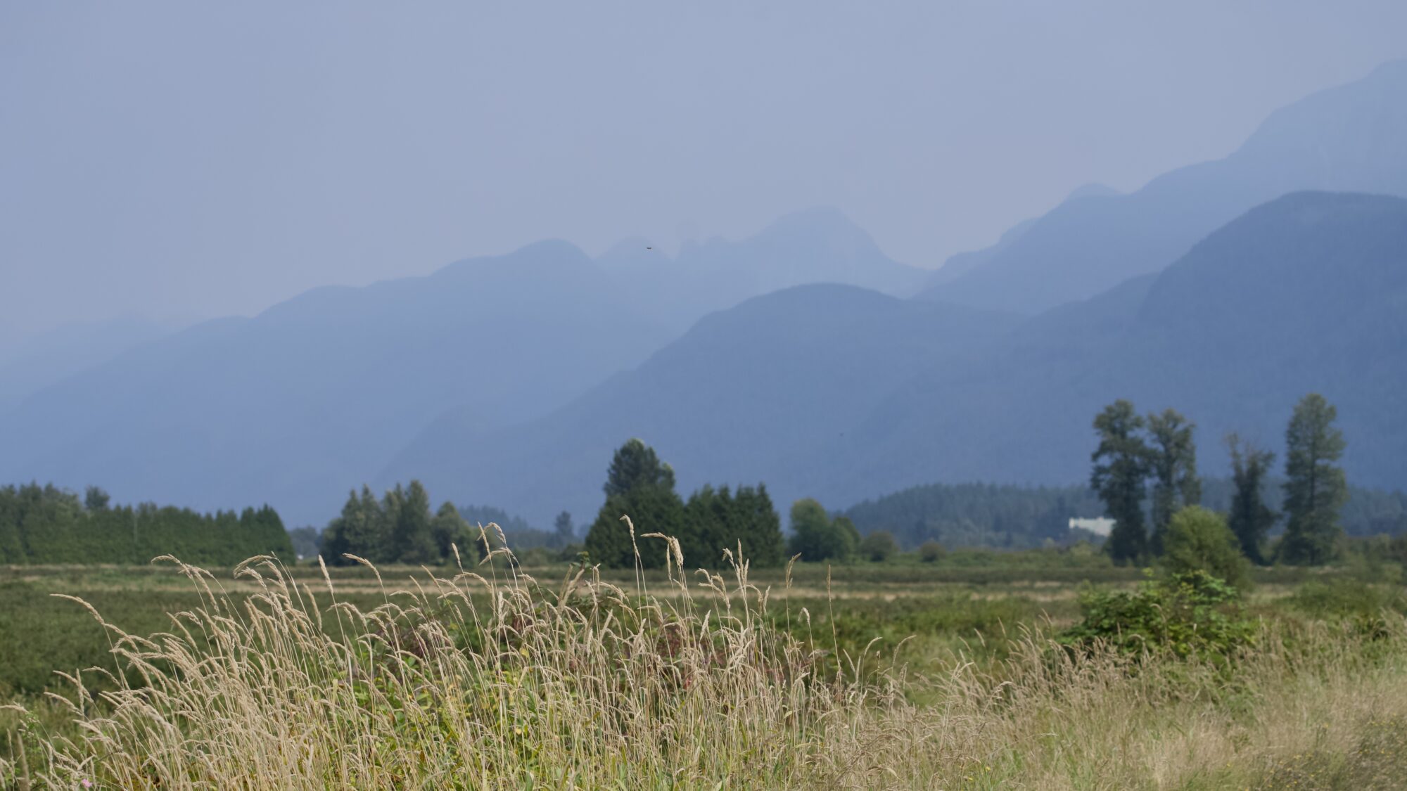 Some hazy, slightly smoky mountains in the background. In front of that, some lines of trees, and farm fields. Taller yellow grasses in the background