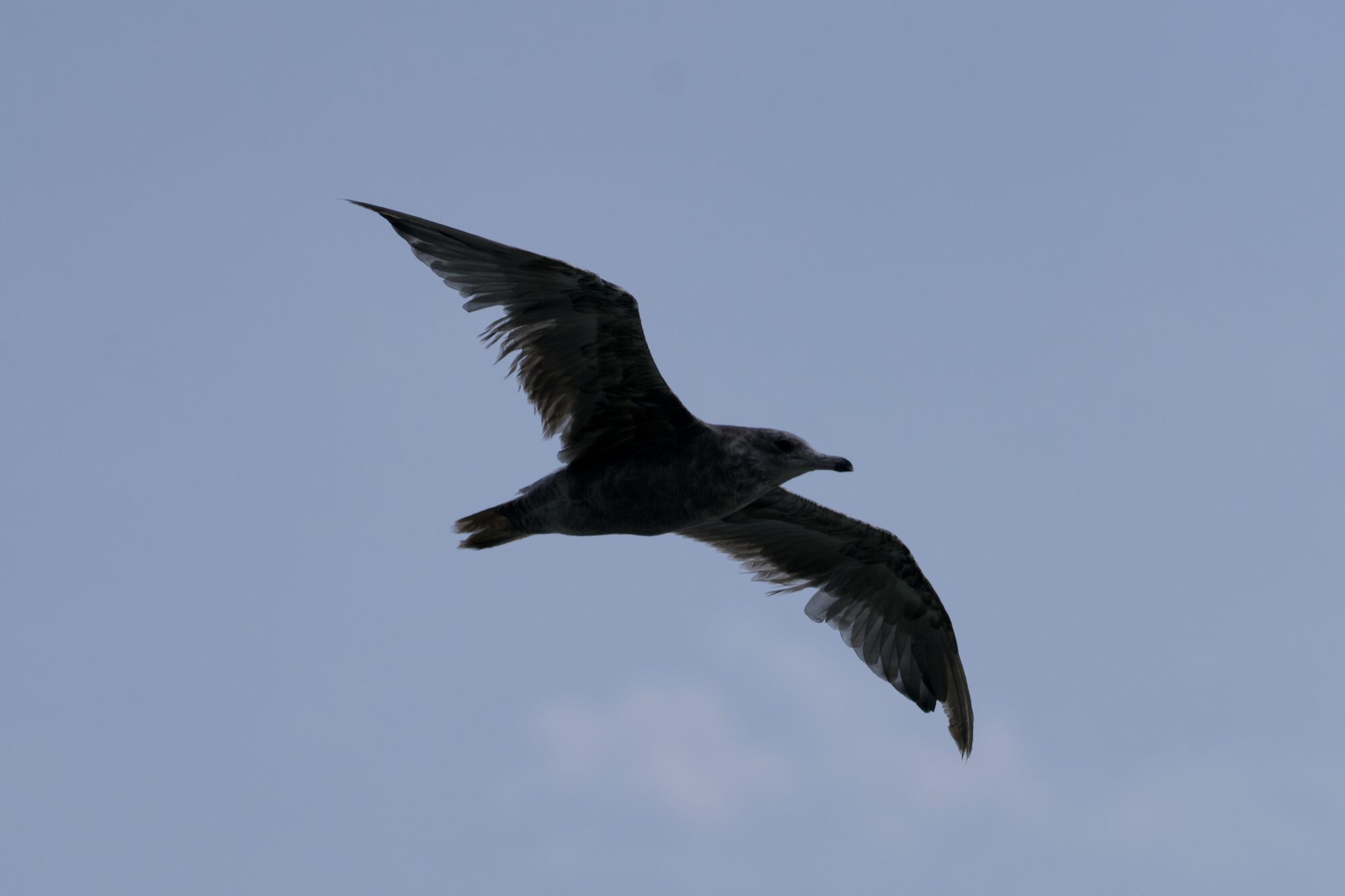 A immature seagull (unknown species) flying overhead. The sky is a little bit grey, and the gull is backlit. Its wings are spread, and we can see details of the flight feathers