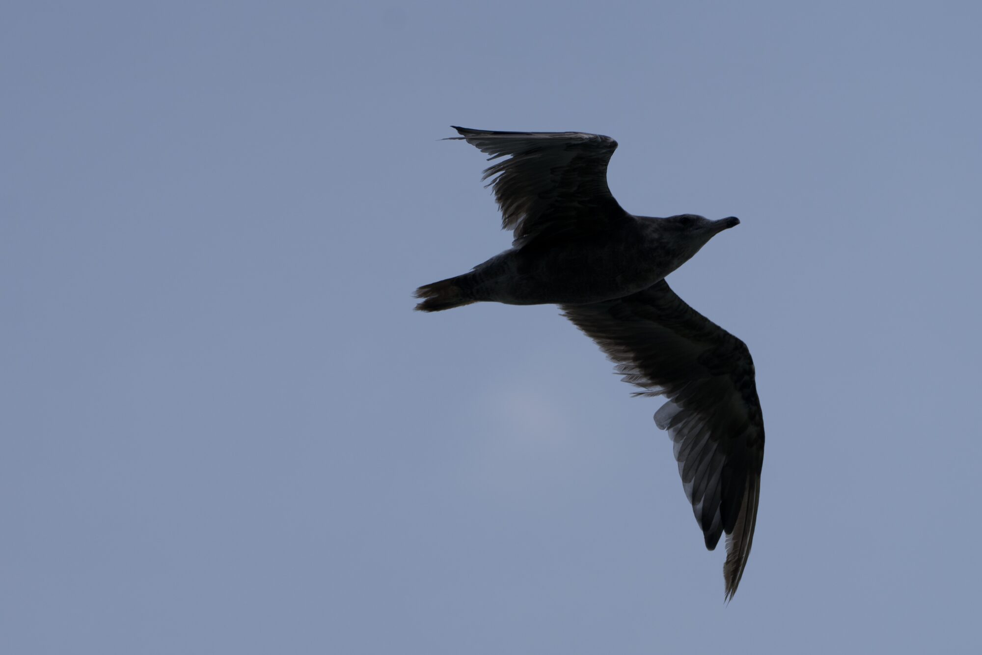 A immature seagull (unknown species) flying overhead. The sky is a little bit grey, and the gull is backlit. Its wings are spread, and we can see details of the flight feathers