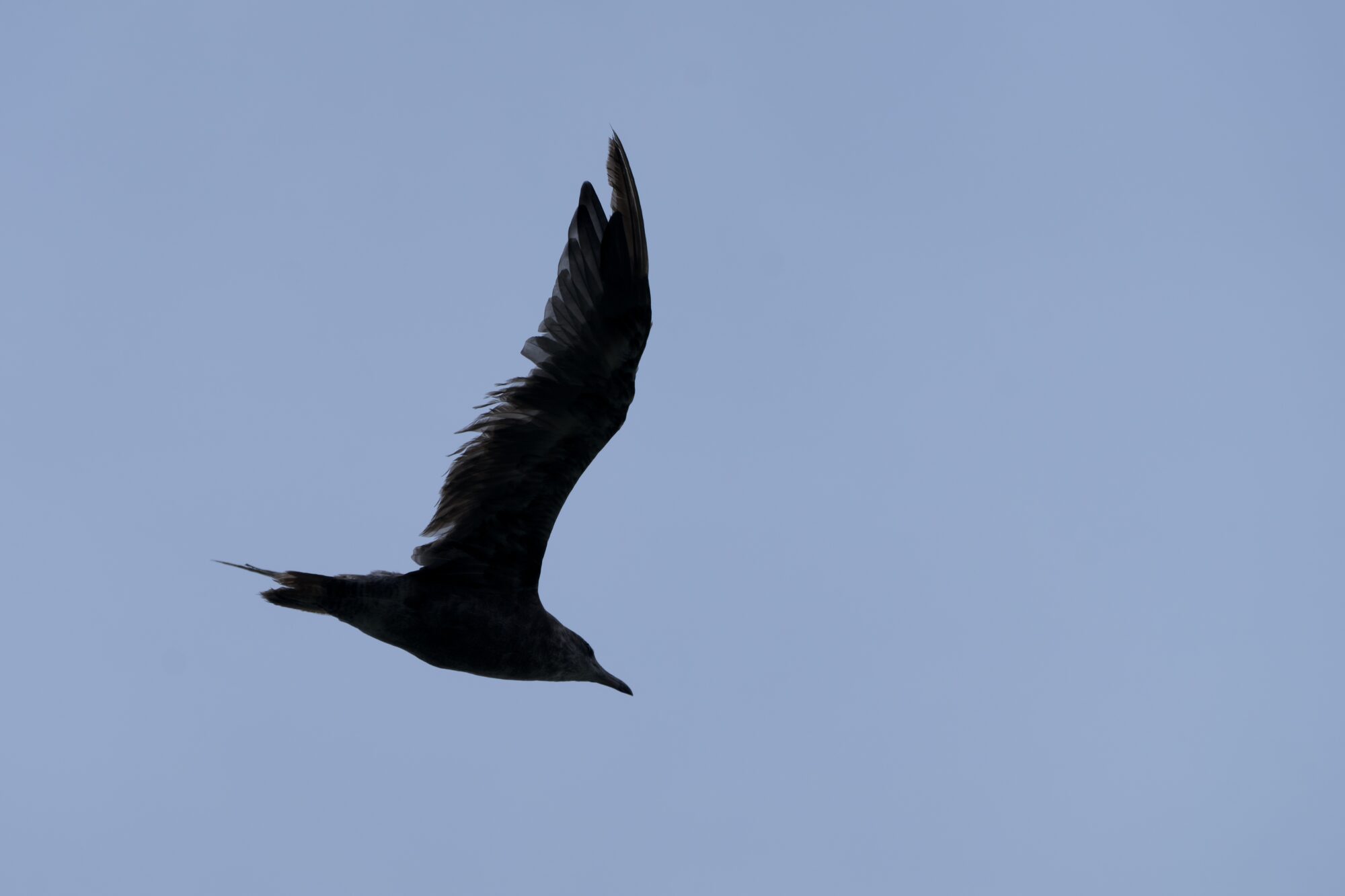 A immature seagull (unknown species) flying overhead. The sky is a little bit grey, and the gull is backlit. Its wings are spread, and we can see details of the flight feathers