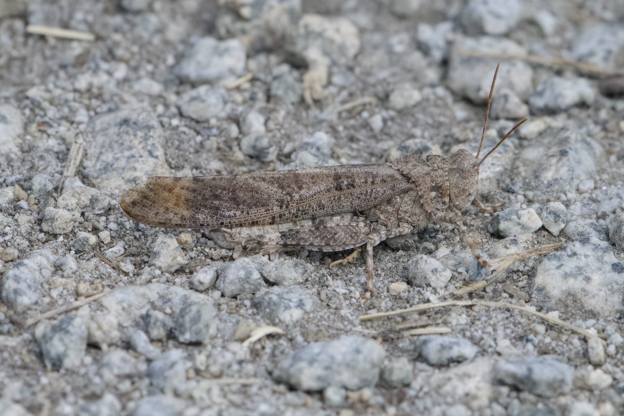 A pale brownish grasshopper on grey gravelly ground