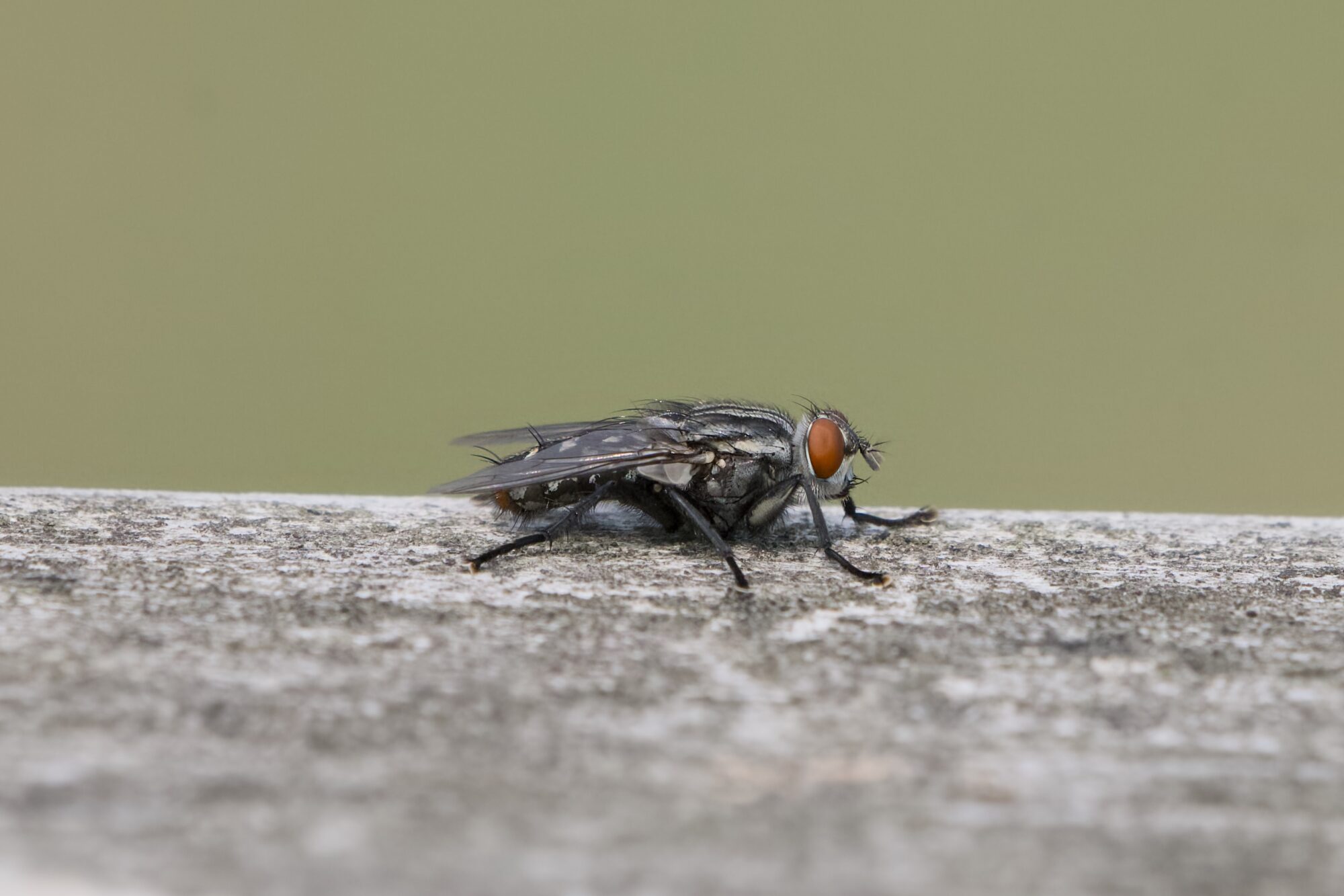A house fly on a wooden fence, seen in profile, facing camera right
