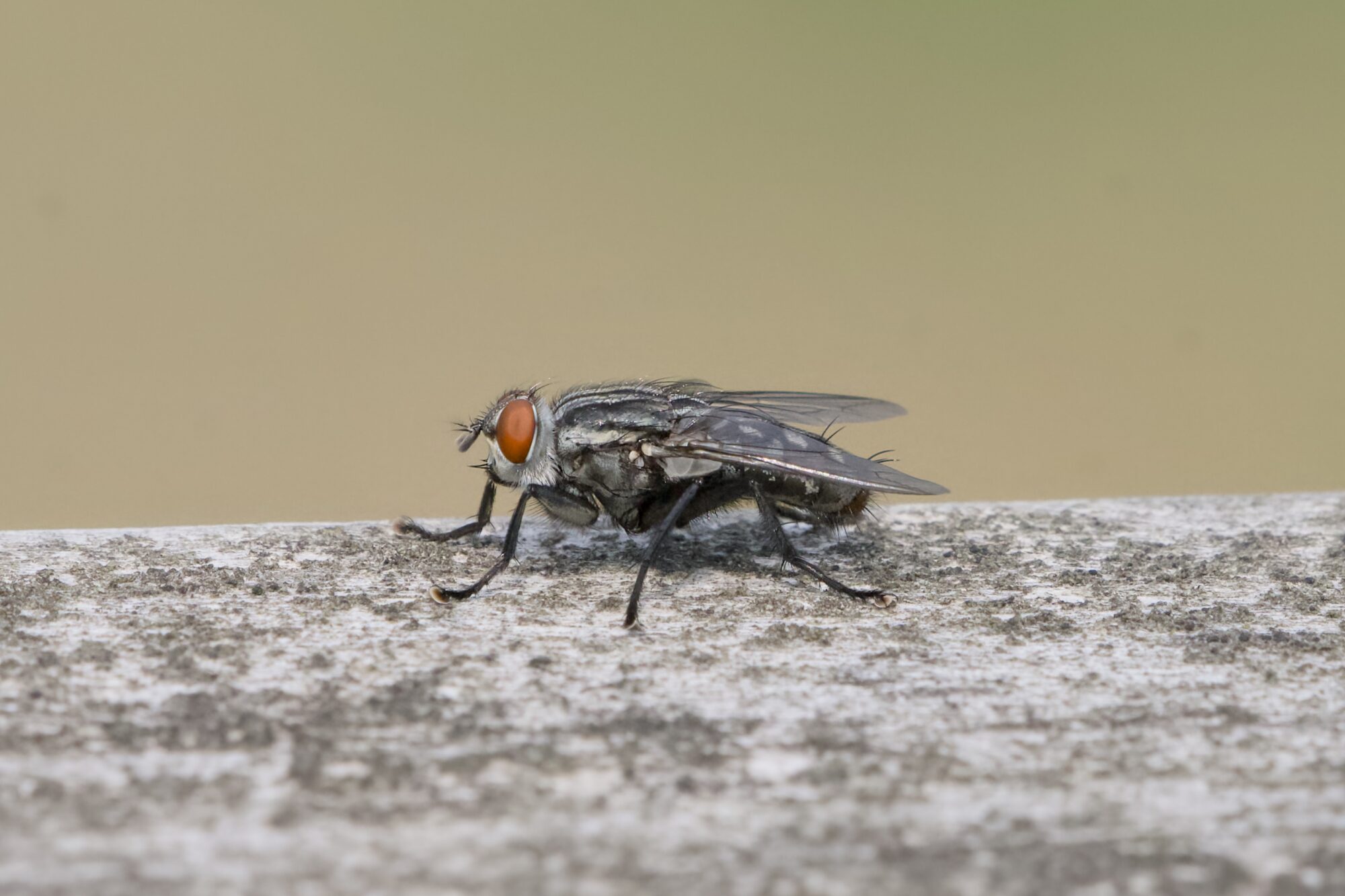 A house fly on a wooden fence, seen in profile, facing camera left