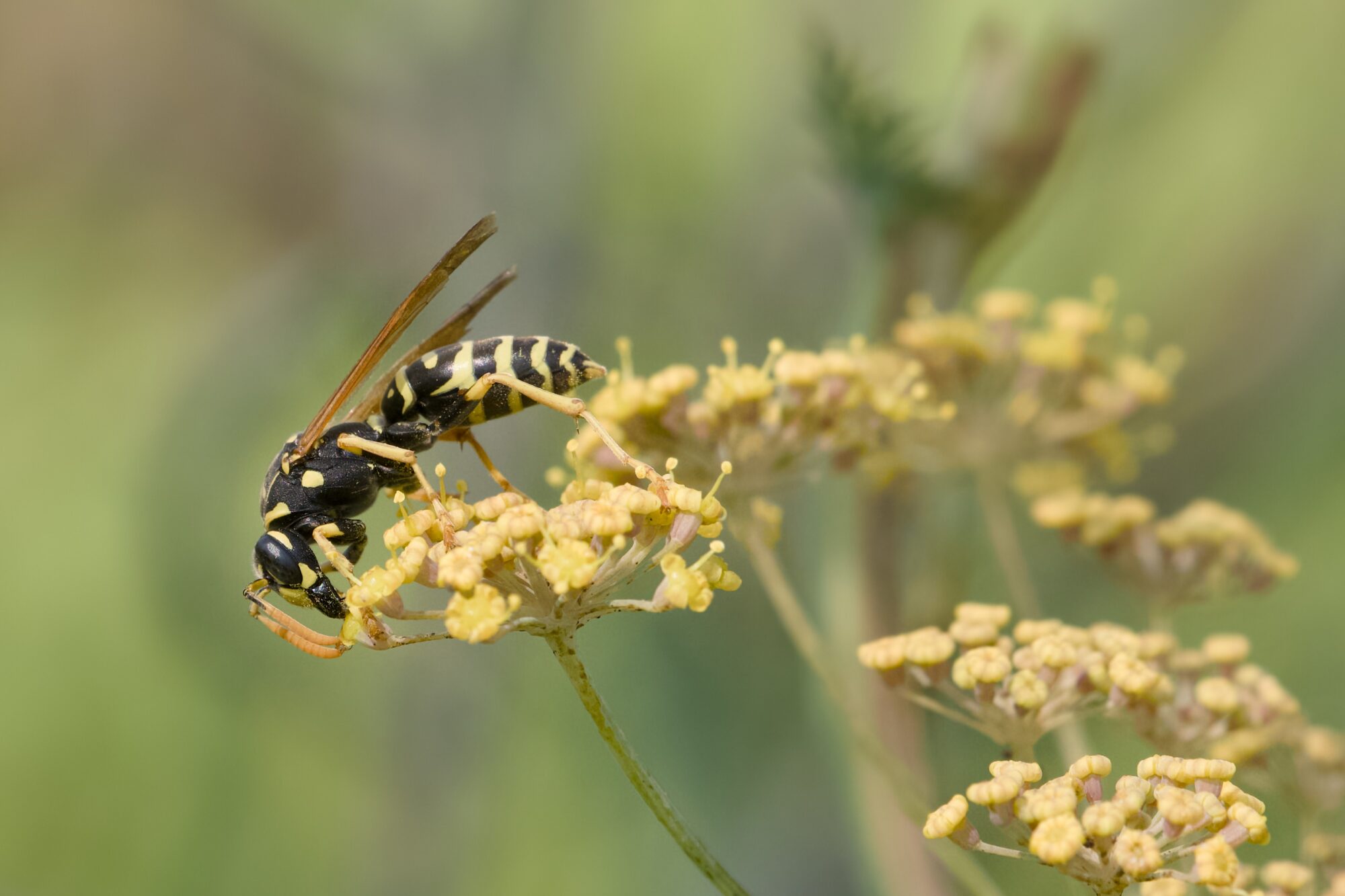 A yellowjacket wasp on a cluster of small yellow flowers. There are more yellow flower clusters around, and the background is soft green