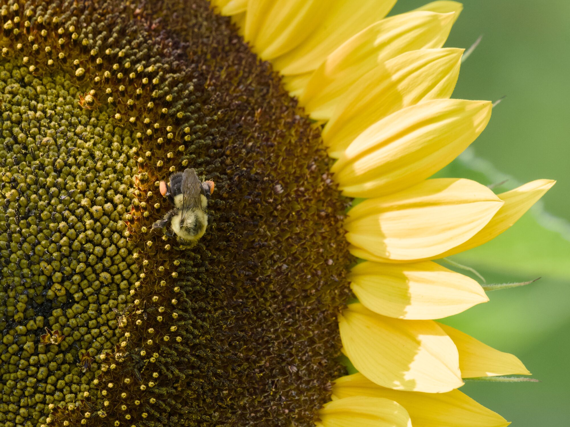 A bumblebee pollinating on a sunflower's core. We see a large portion of the core, petals, and green background
