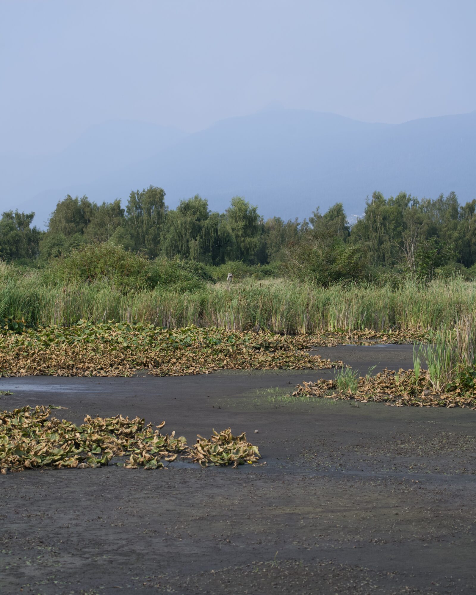 Portrait format of the main pond, currently only mud. There are patches of vegetation and reeds, and in the background there are full trees. The smoky haze in the air partially obscures the mountains