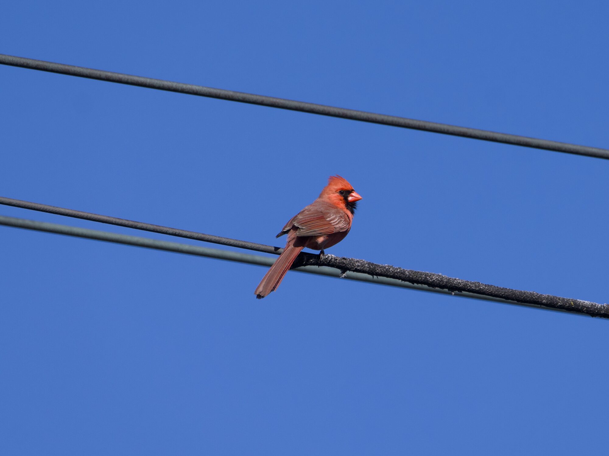 A male Northern Cardinal up on a wire. Background is bright blue sky