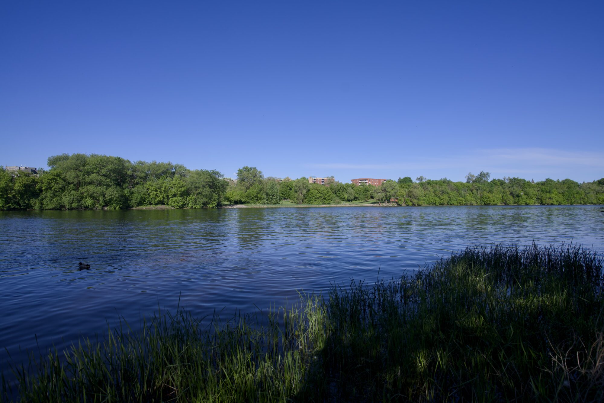 A quiet river, lined by trees and green grasses. Foreground is in the shade, but the opposite side is brightly lit, under a bright blue sky