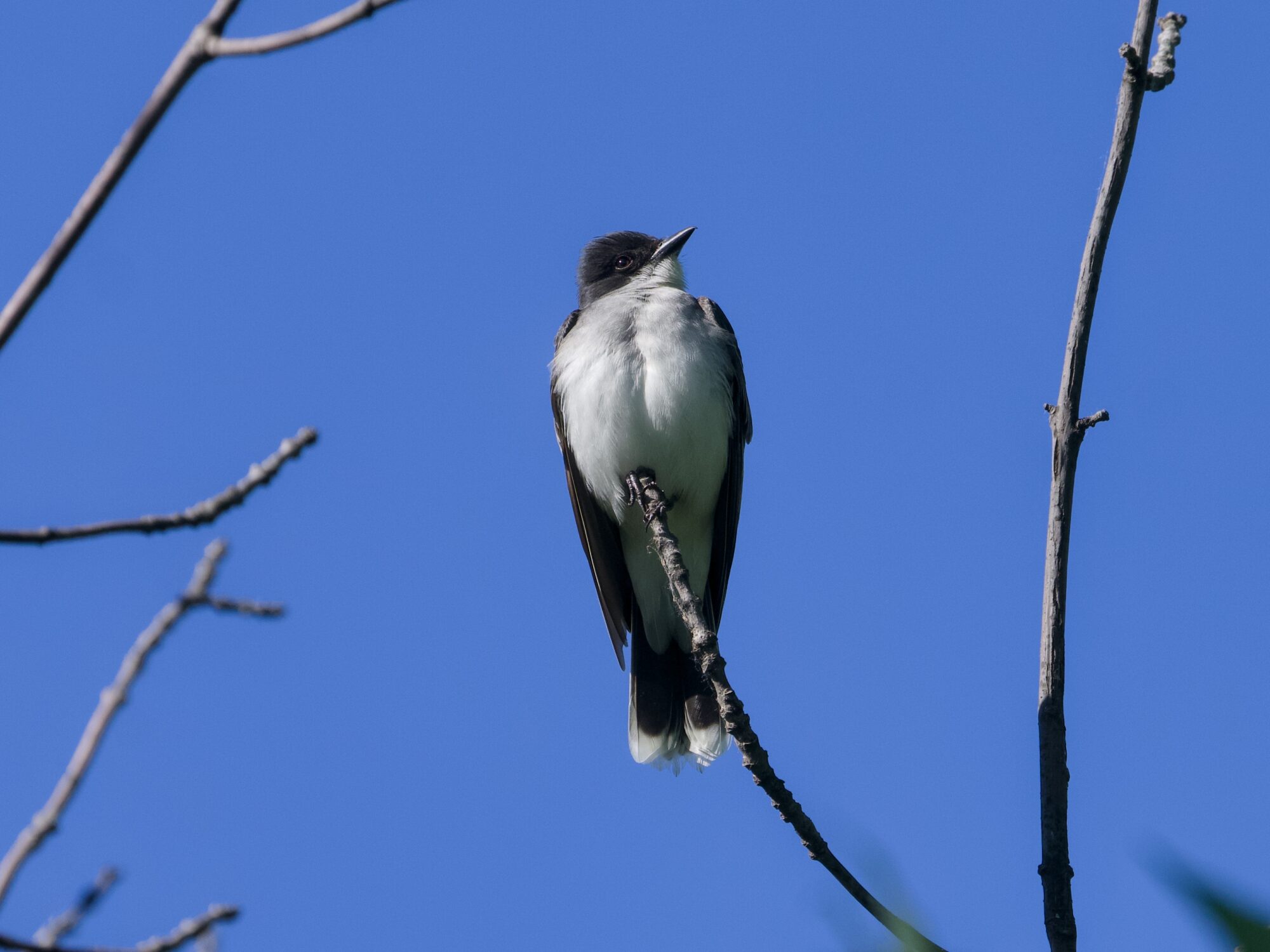 An Eastern Kingbird above eye level, body facing me but head turned and looking up. Background is solid blue sky