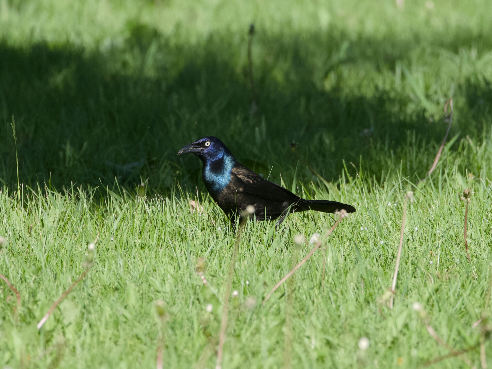 A Common Grackle in the grass, seen mostly in profile. There is a big shadow behind it, bit it and most of the ground is in bright sunlight